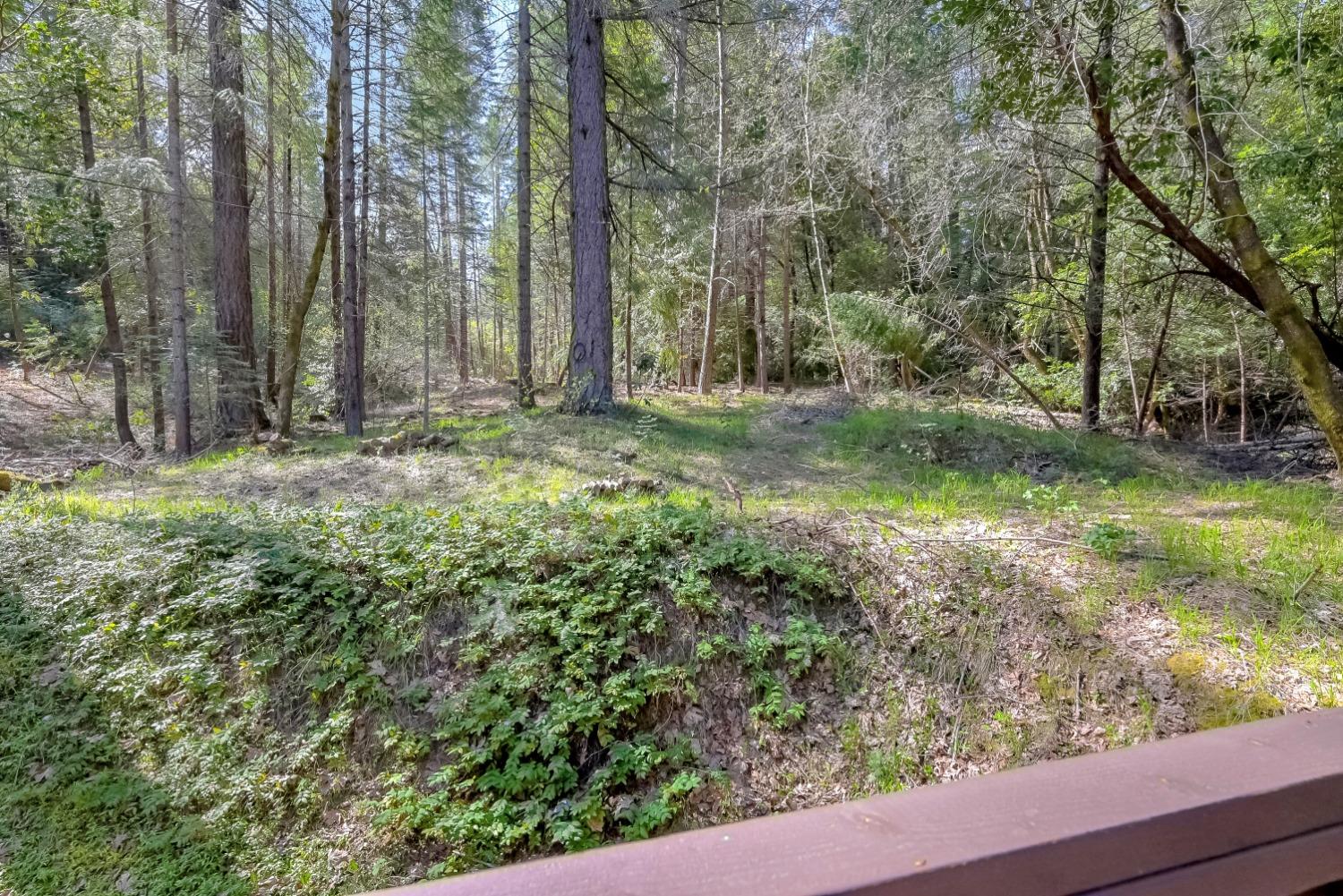 Wooded property with mature trees, fern-covered ground, and a small clearing.