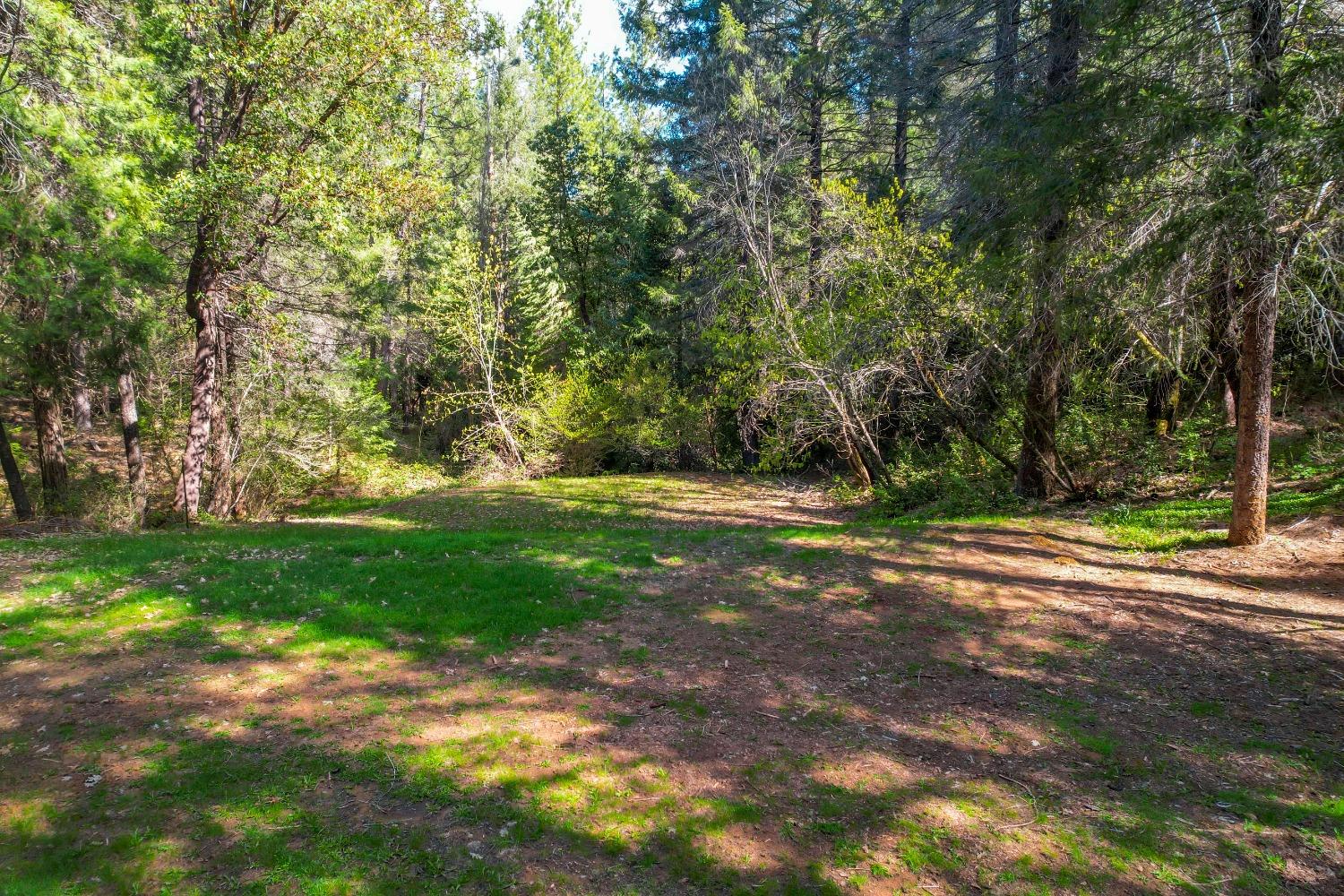Wooded property clearing with grass, mature trees, and dense greenery.