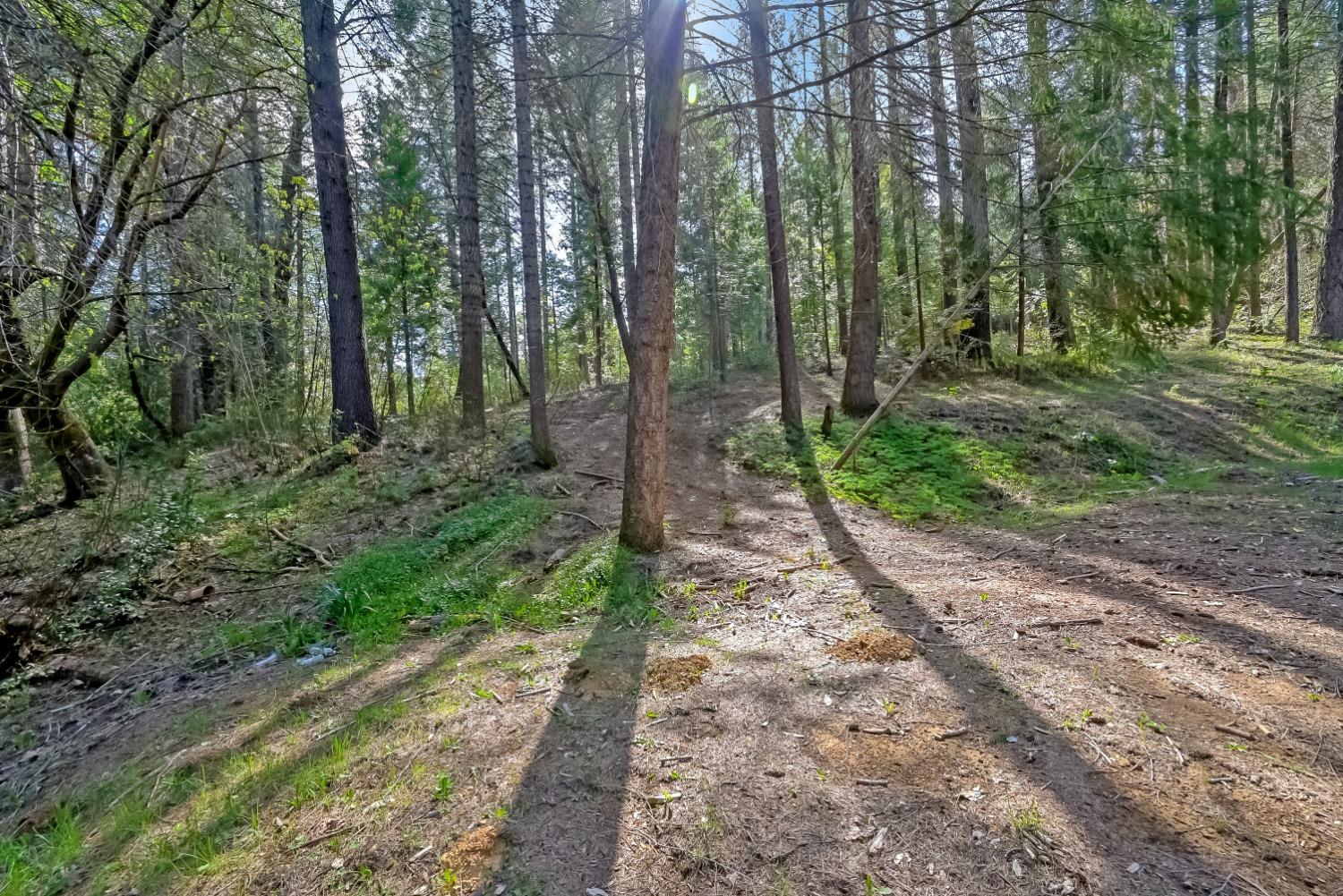 Wooded lot with tall trees and a sunlit clearing.