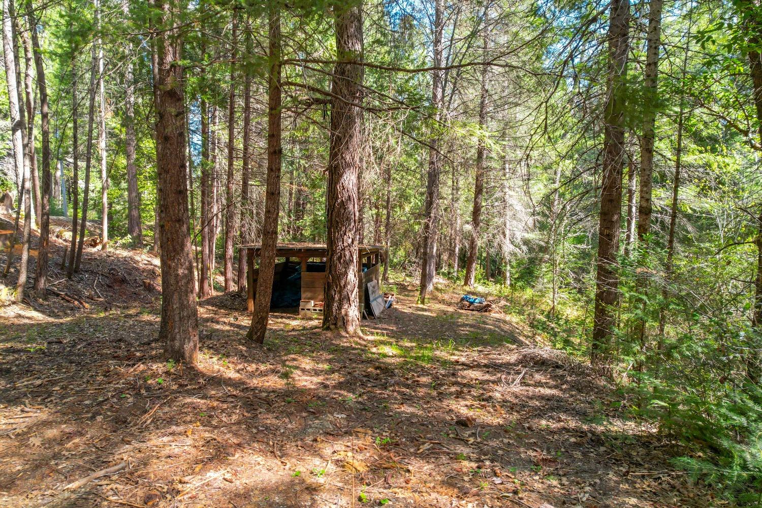 Wooded property with a small rustic shed partly hidden among tall trees.