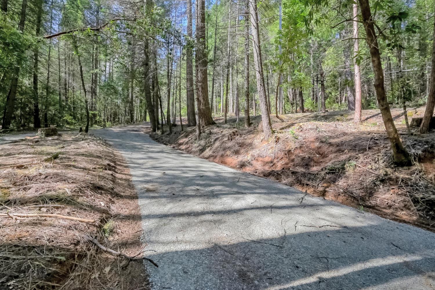 Paved driveway winding through a sunlit forest of tall trees.