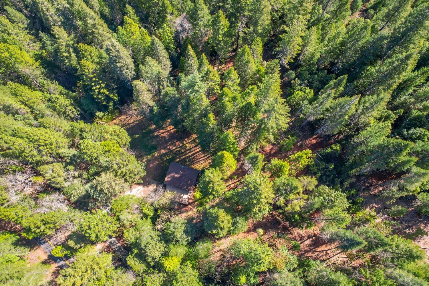 A small house sits in a clearing amid dense woodland, seen from above.