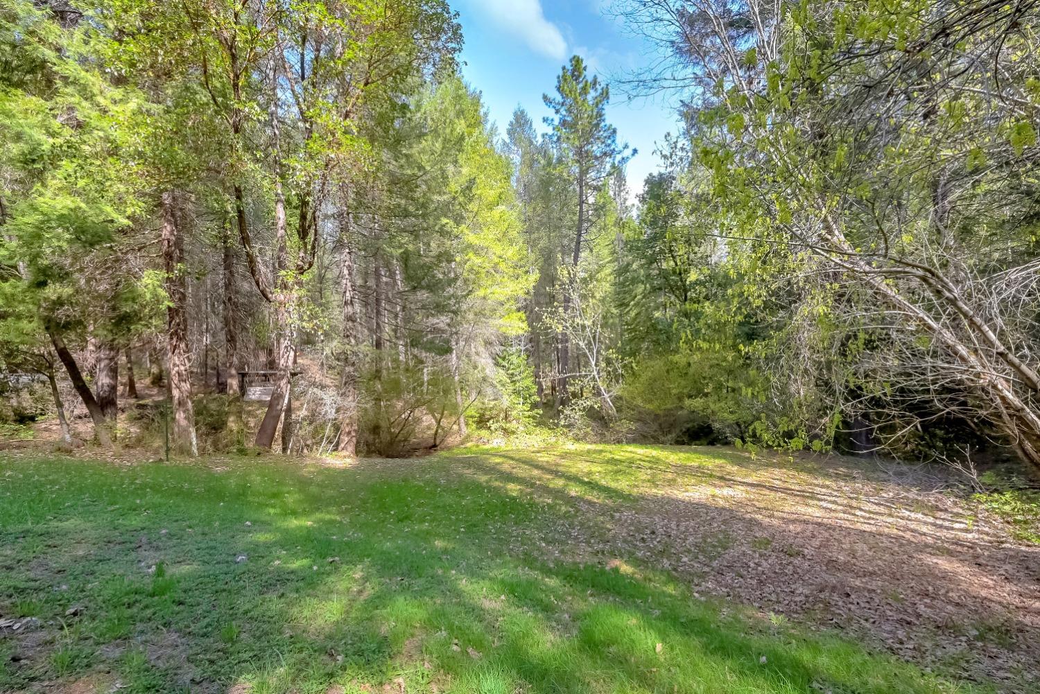 Grassy clearing bordered by dense woodland and tall trees.
