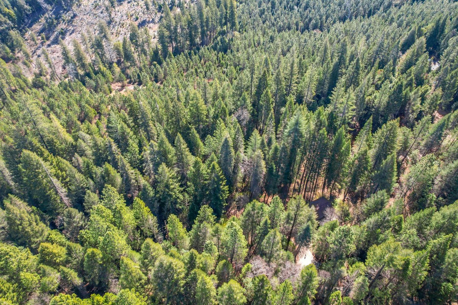 Aerial view of a wooded property with a small building and curving dirt driveway.