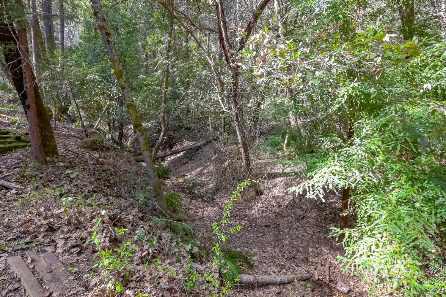 Wooded property with ferns, fallen logs, and a leaf-covered drainage channel.