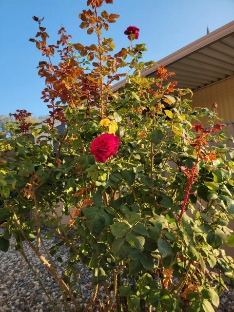 Rose bushes with red and yellow blooms beside the house’s roof eave.