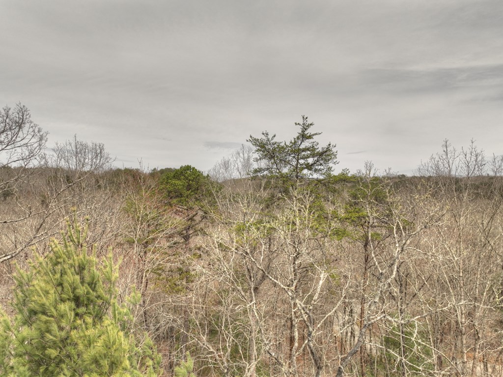 Lt 54-56 Black Gum Ii & Iii