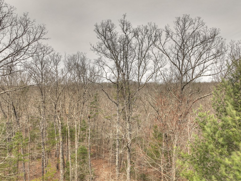 Lt 54-56 Black Gum Ii & Iii