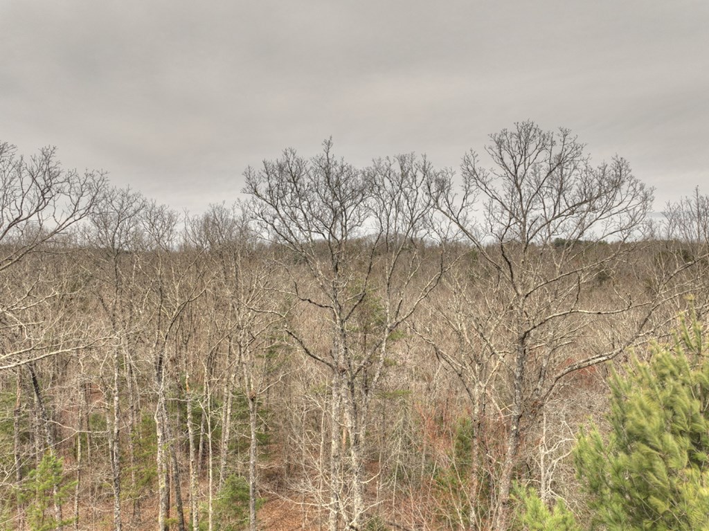 Lt 54-56 Black Gum Ii & Iii