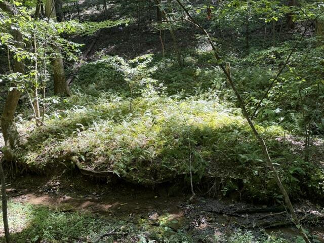Tr. B&C Bear Hollow Way