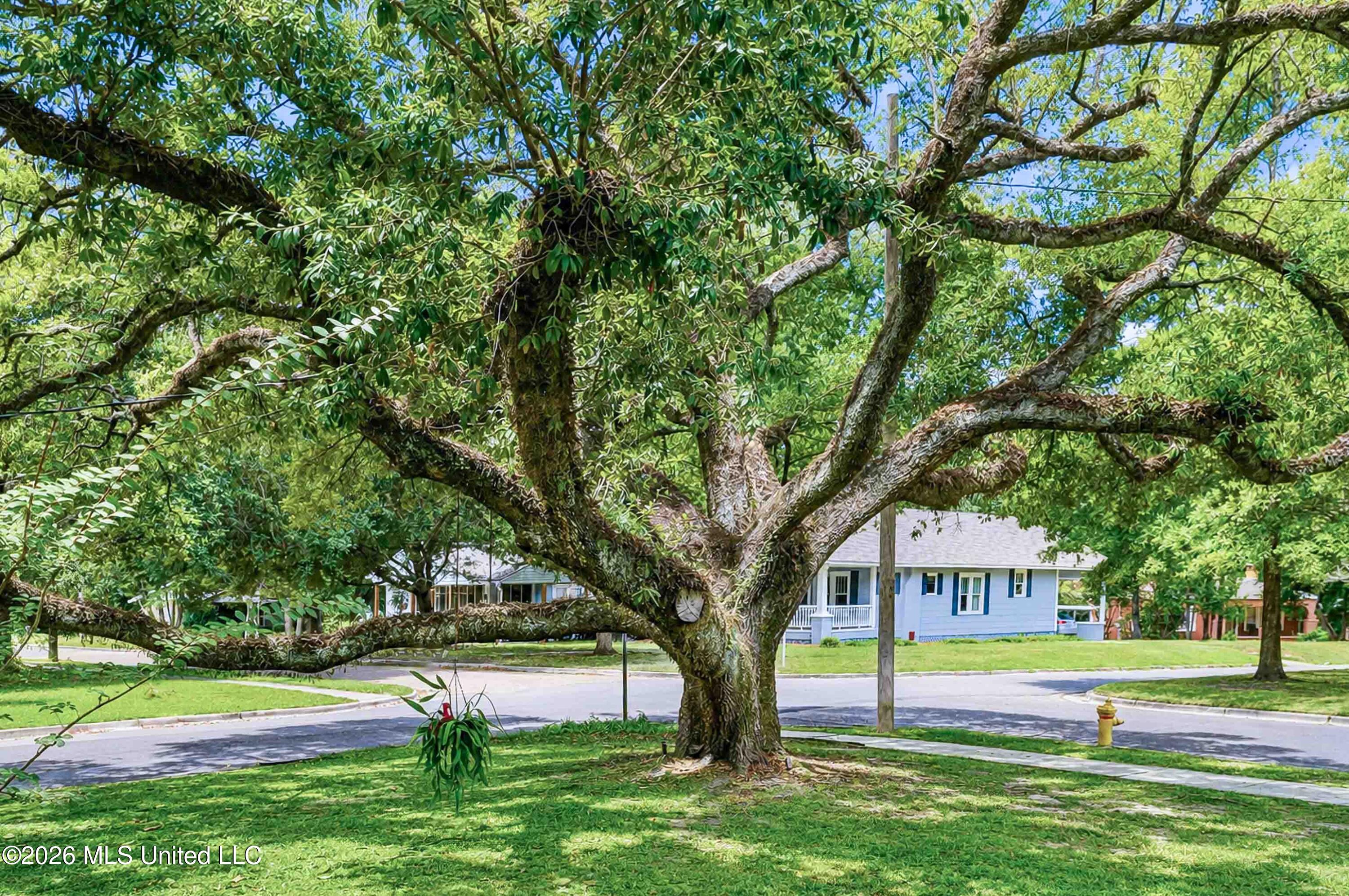 Large spreading shade tree beside a residential street, with a light-blue house across the road.