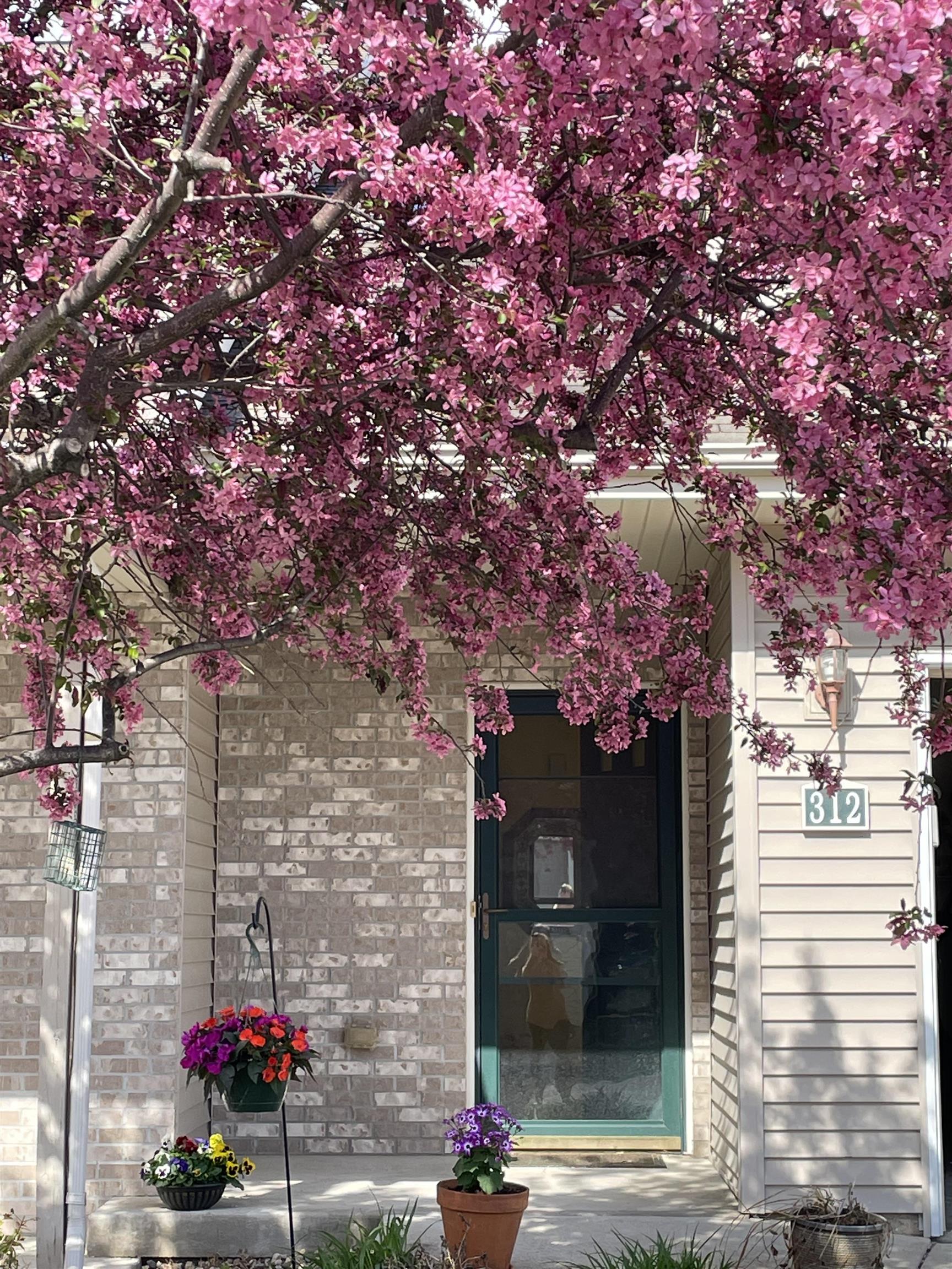 Home entrance beneath a pink flowering tree, with potted flowers and the number 312 beside the door.