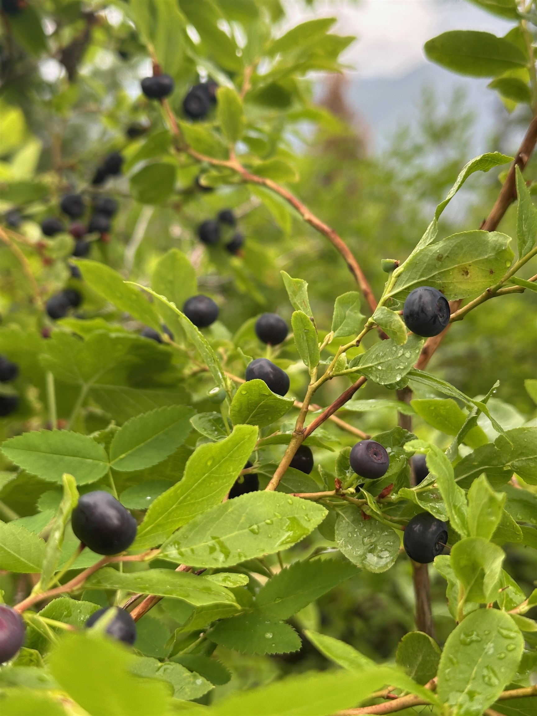 101 S West St & 915 W Main Ave 