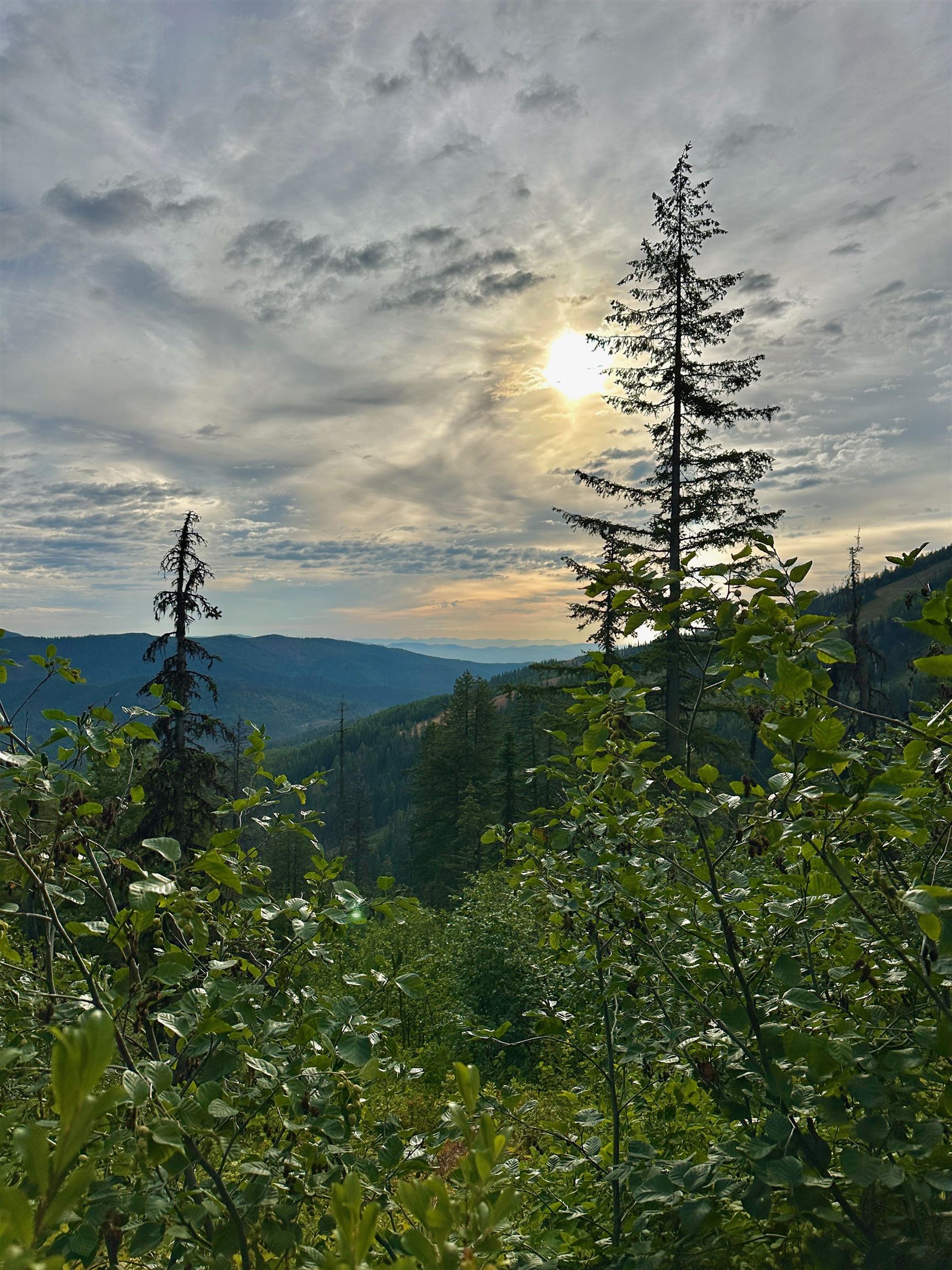 101 S West St & 915 W Main Ave 