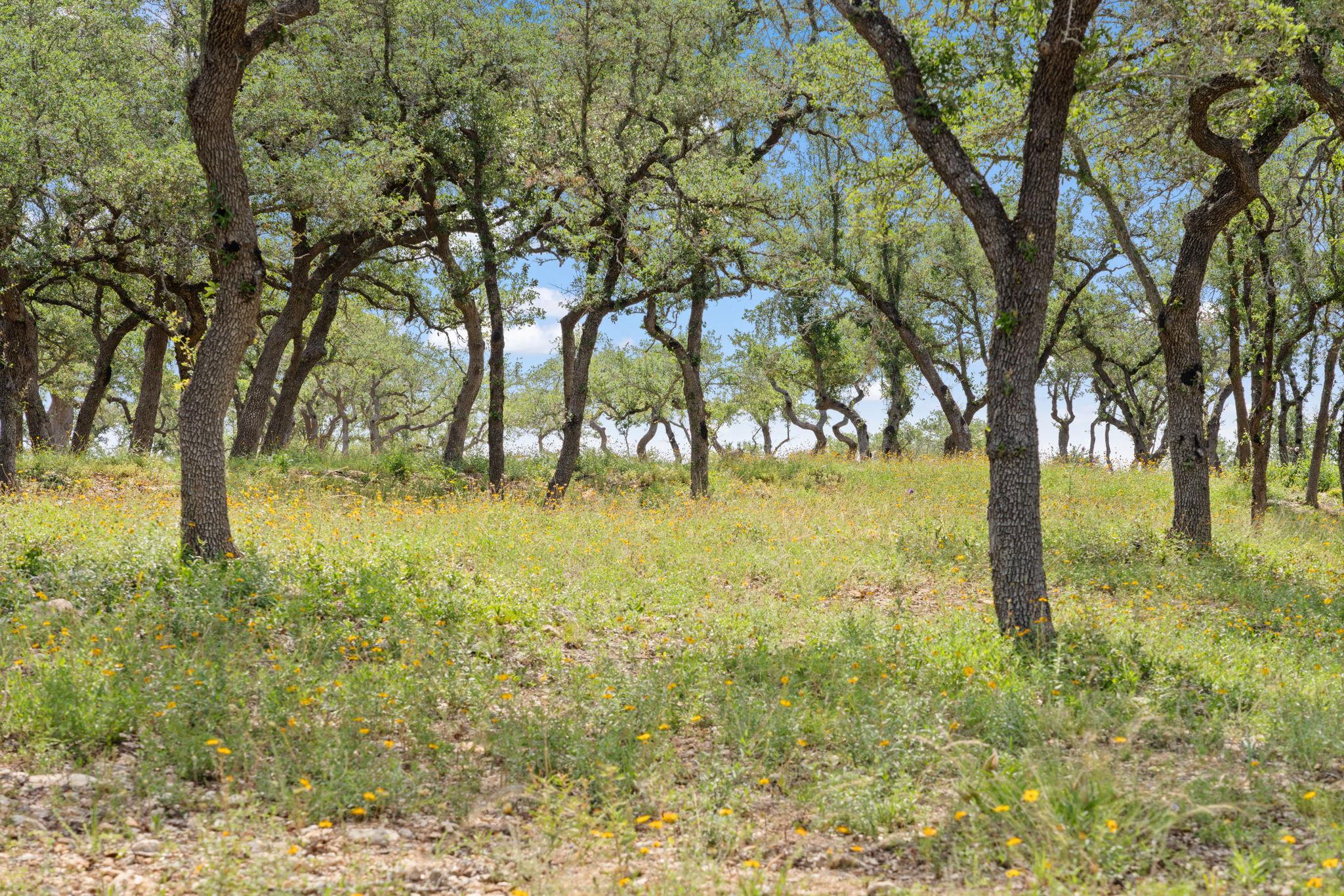 TBD Farm to Market 2325 RD
