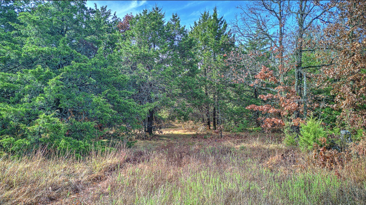 Wooded lot with a grassy clearing surrounded by mature evergreen and autumn-colored trees.