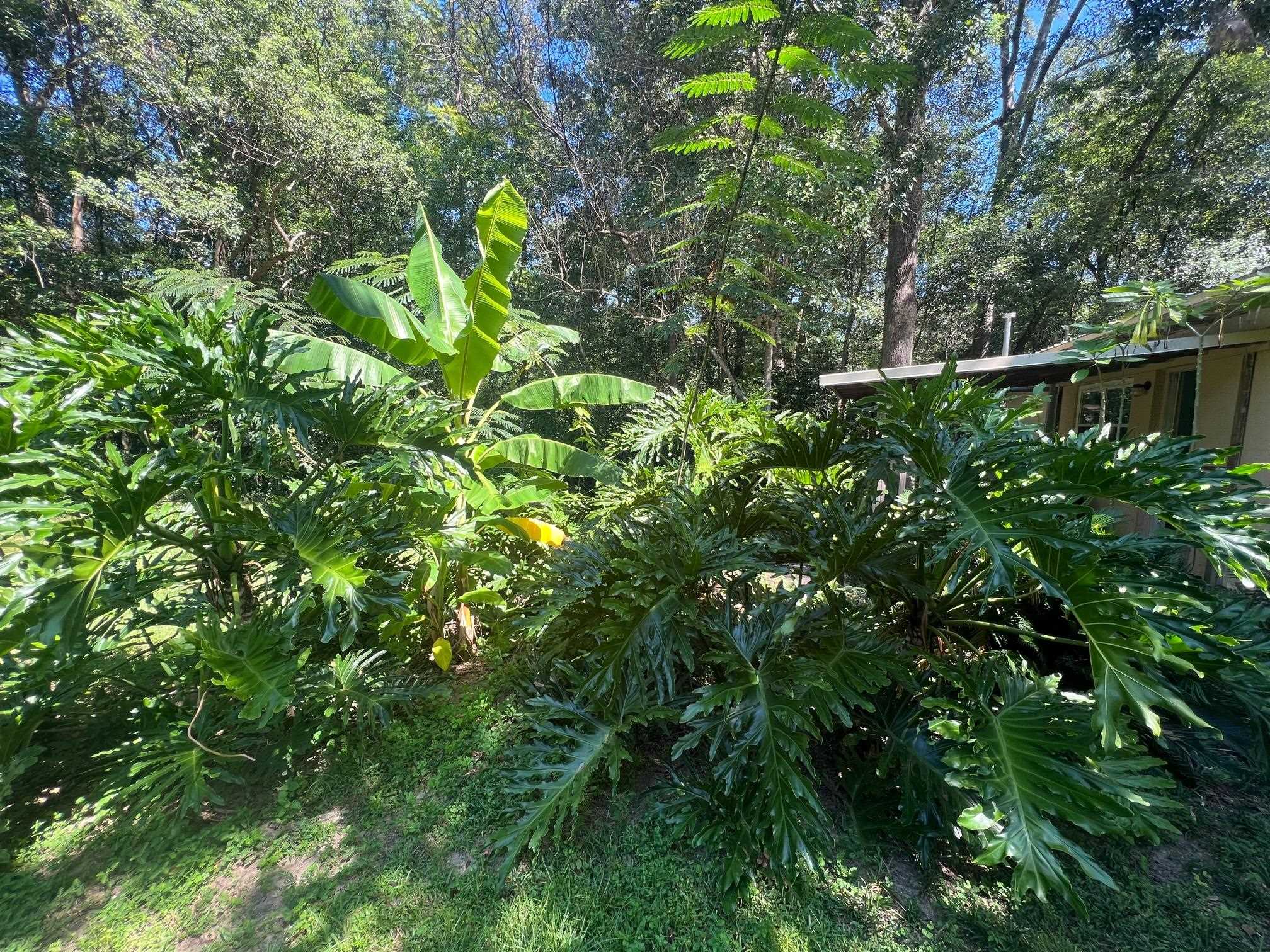 1806 Chuli Nene Lane