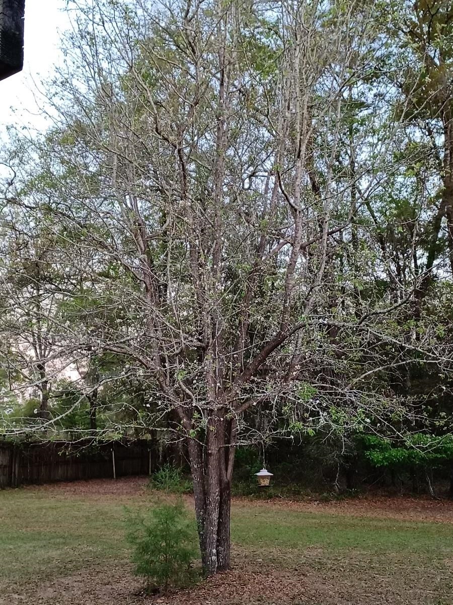 10805 Tram Road