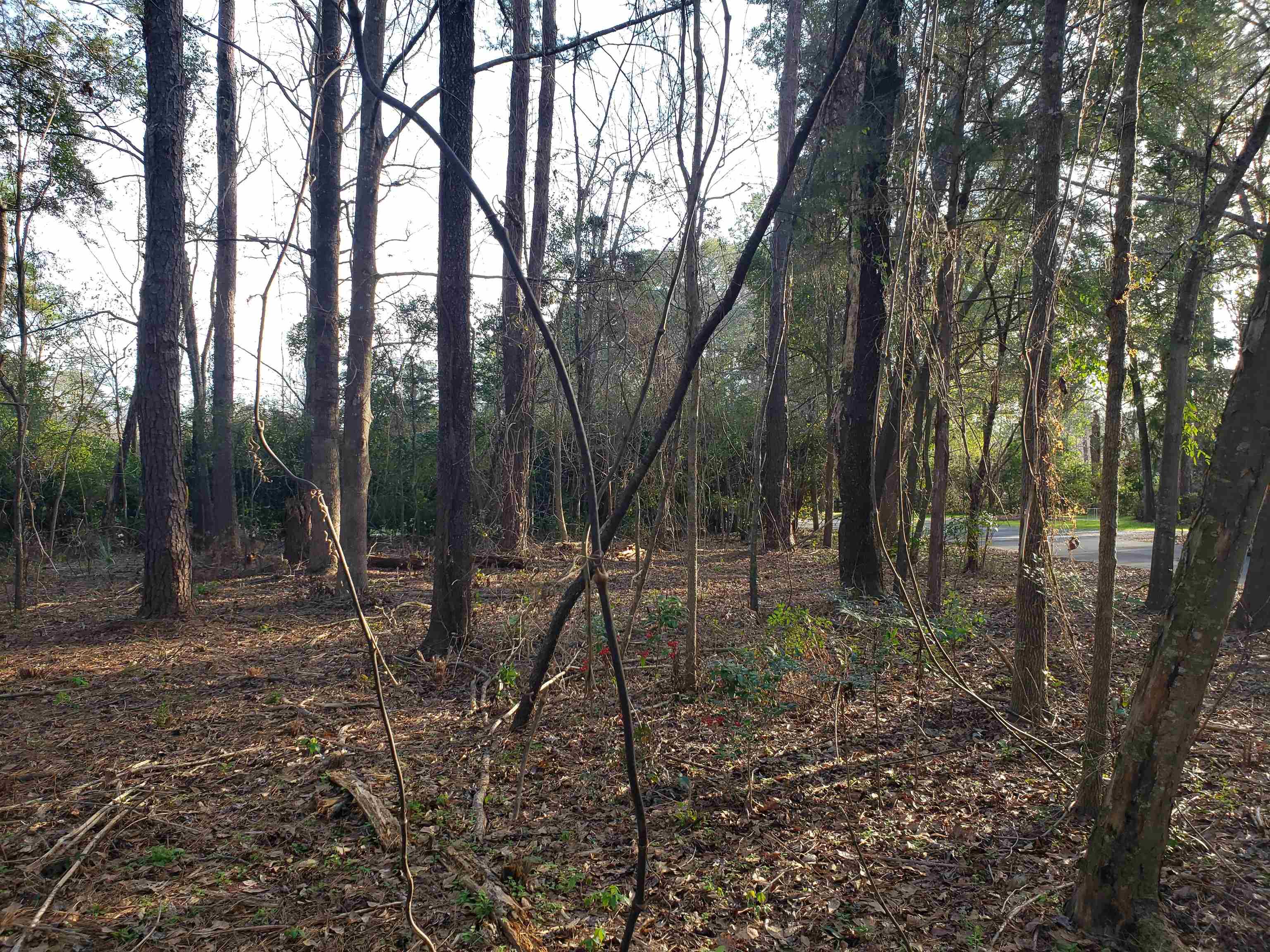 Lot 12 Charles Samuel Drive