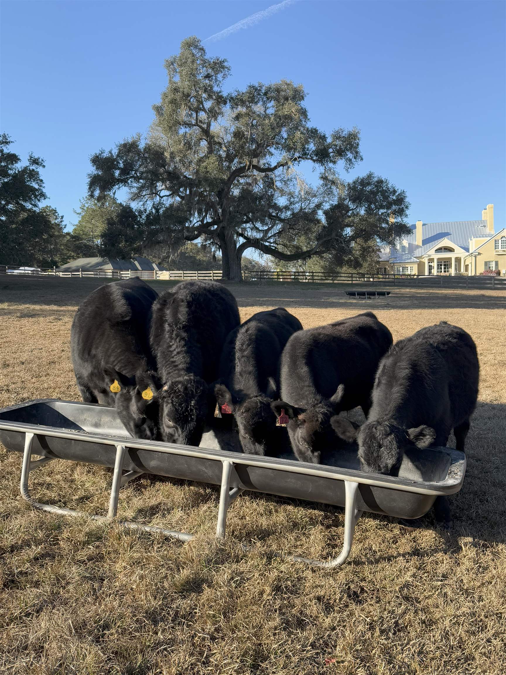 9525 Woodland Hills Way