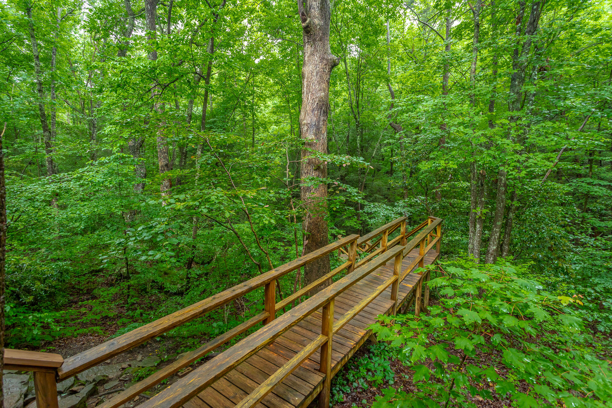 6239 Forest Trail