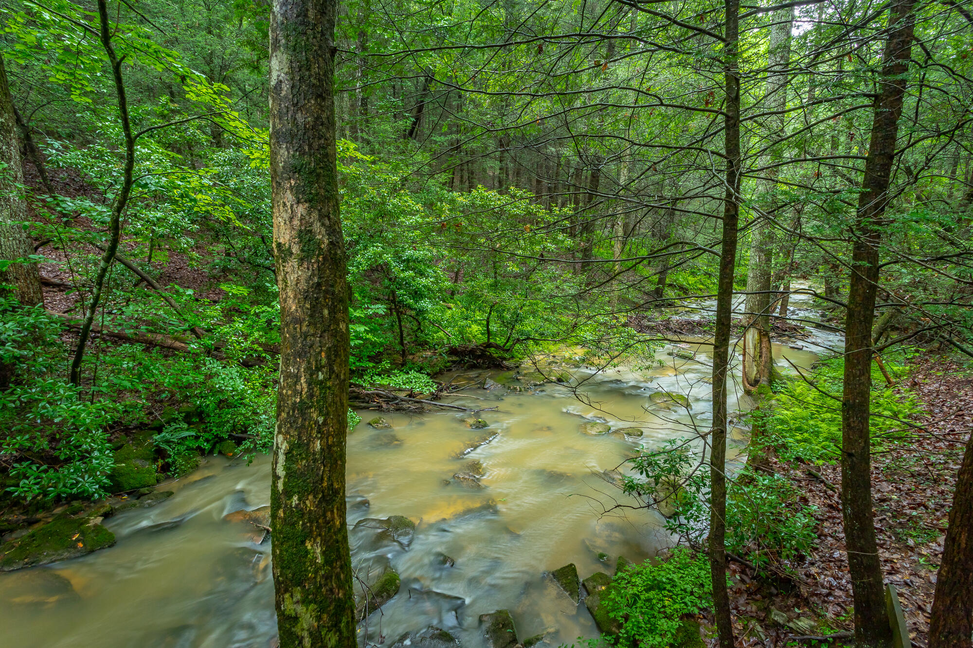 6239 Forest Trail