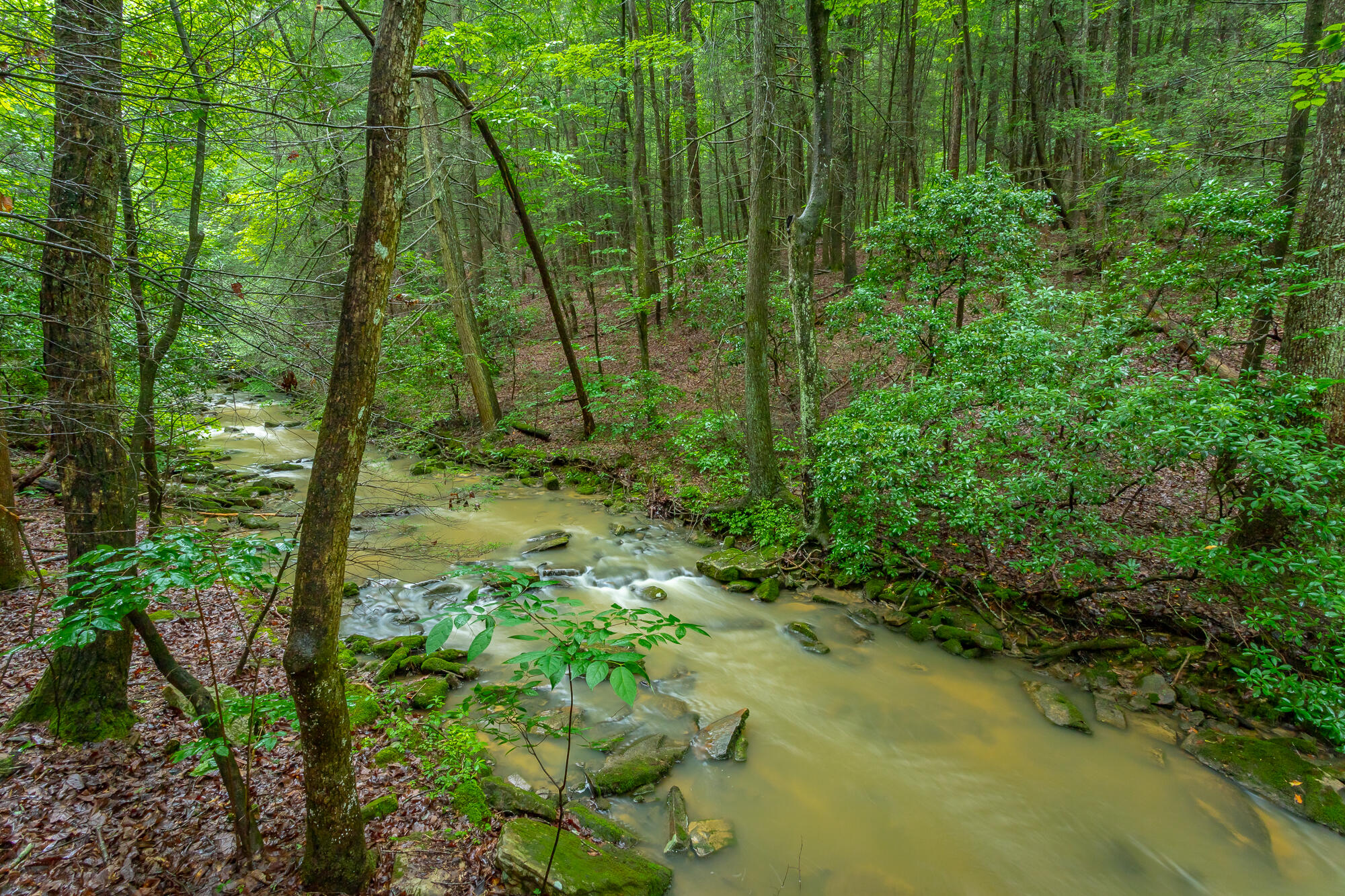 6239 Forest Trail