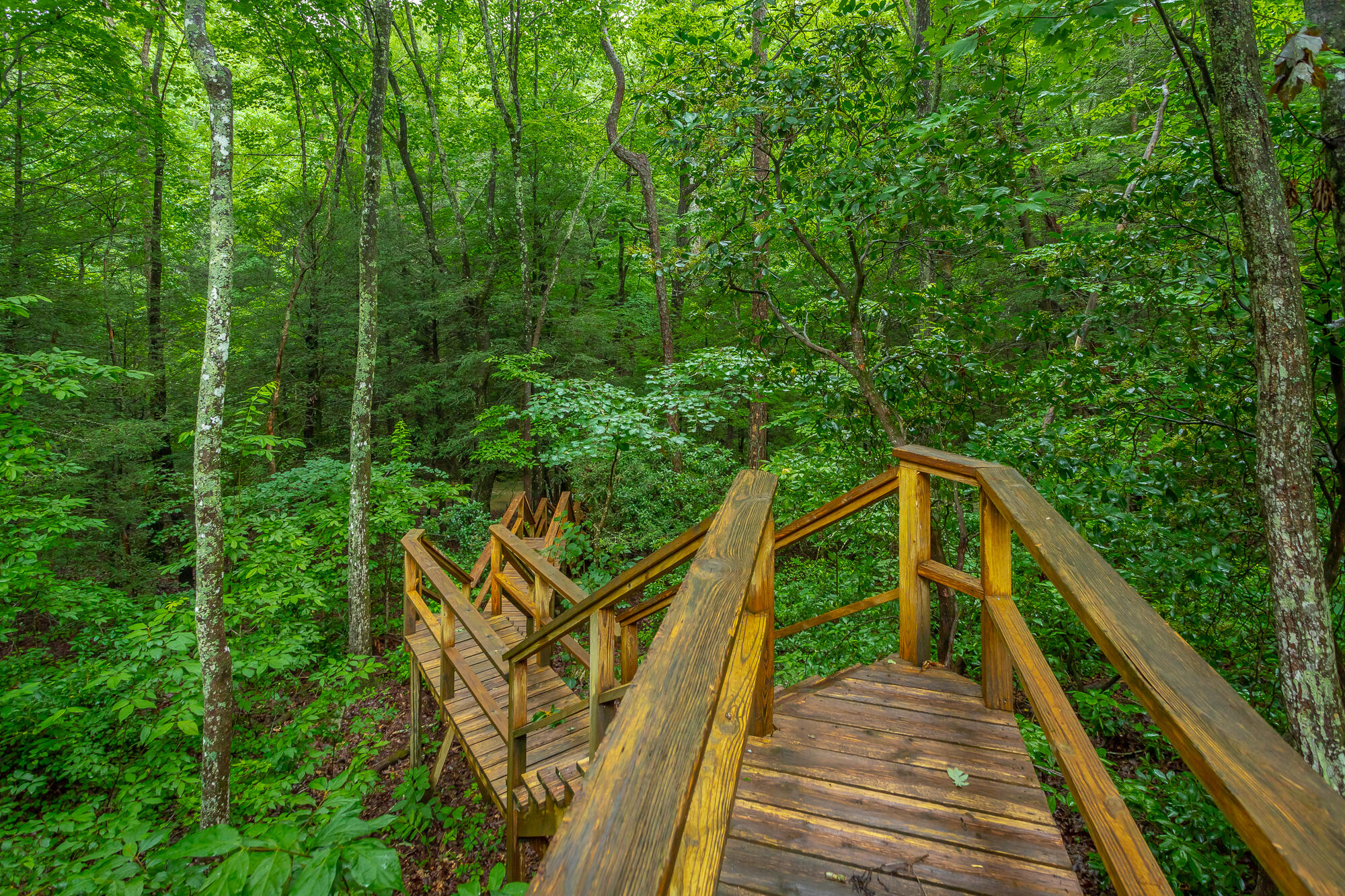 6239 Forest Trail