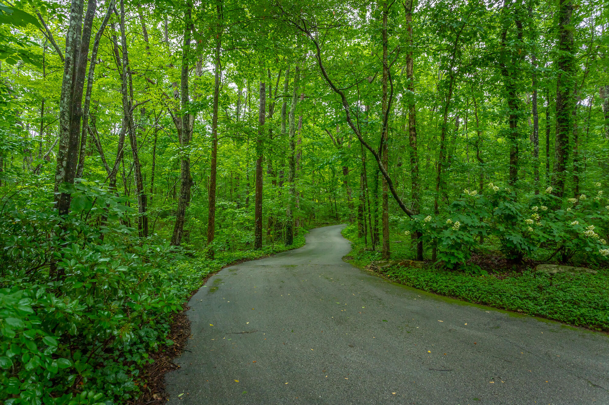 6239 Forest Trail