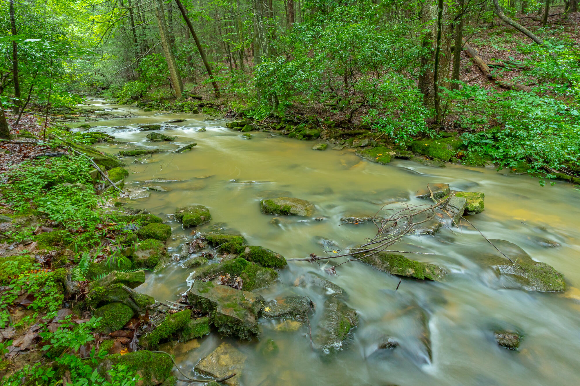 6239 Forest Trail