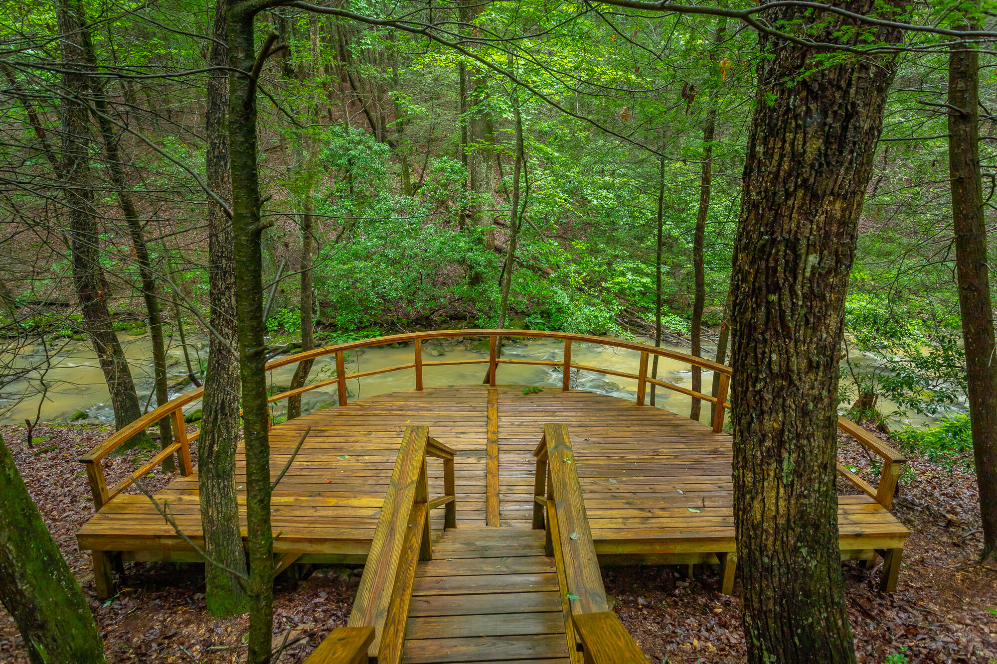 6239 Forest Trail