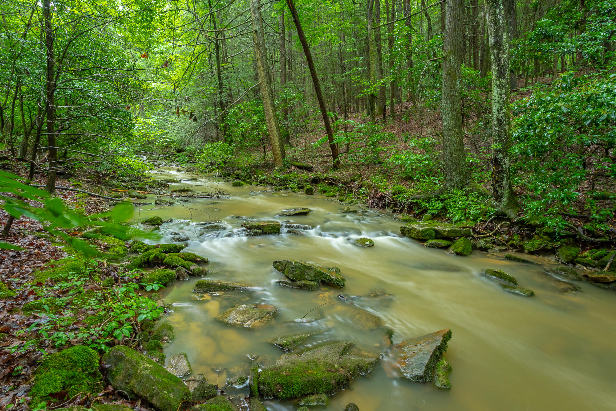 6239 Forest Trail