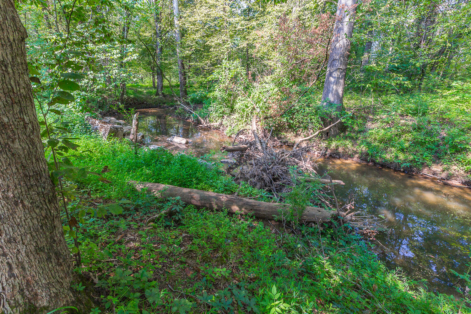 8443 Trout Lily Drive