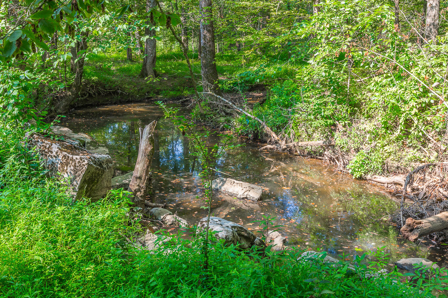 8443 Trout Lily Drive
