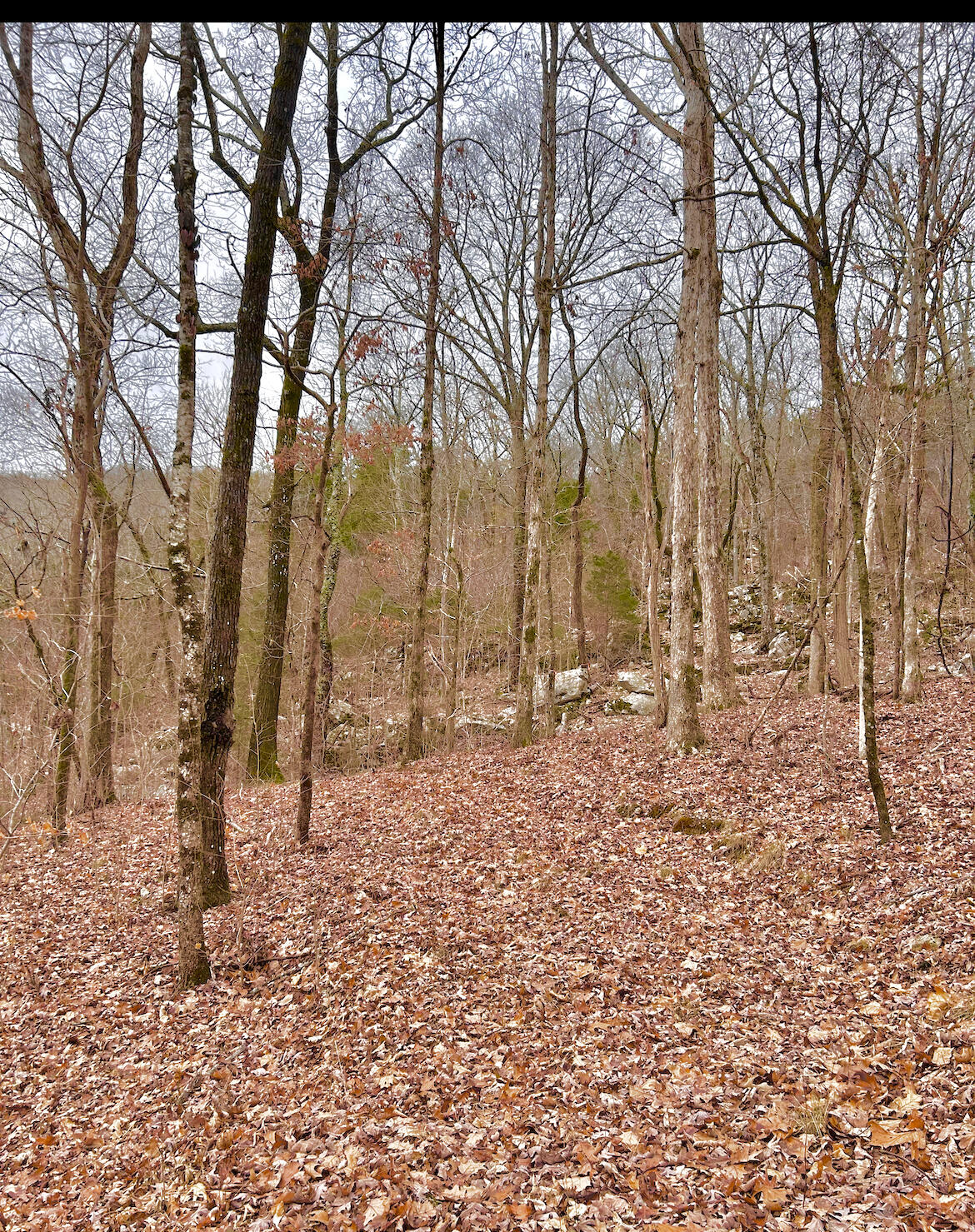 0 N Cedar Lane
