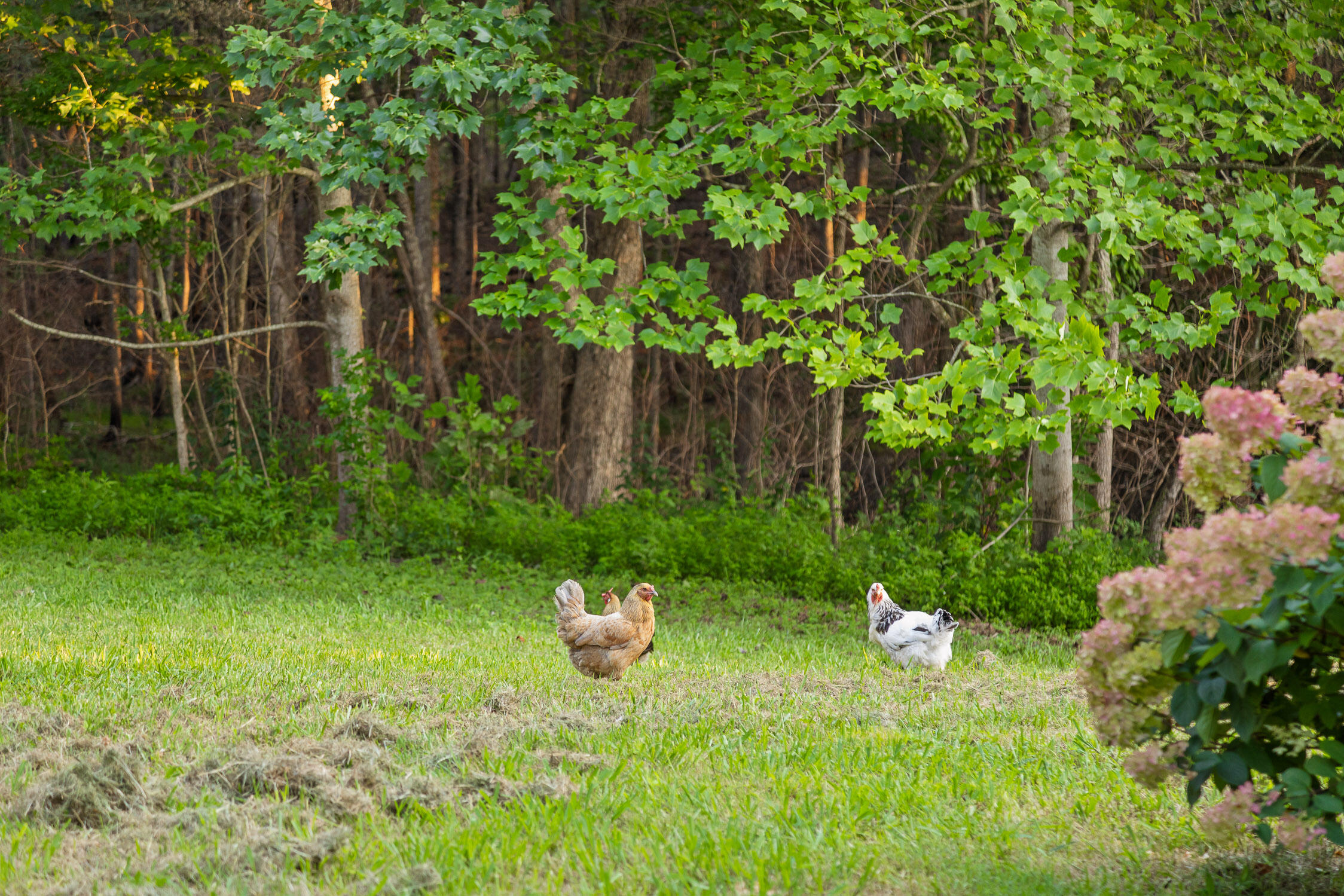 861 Long Branch Road