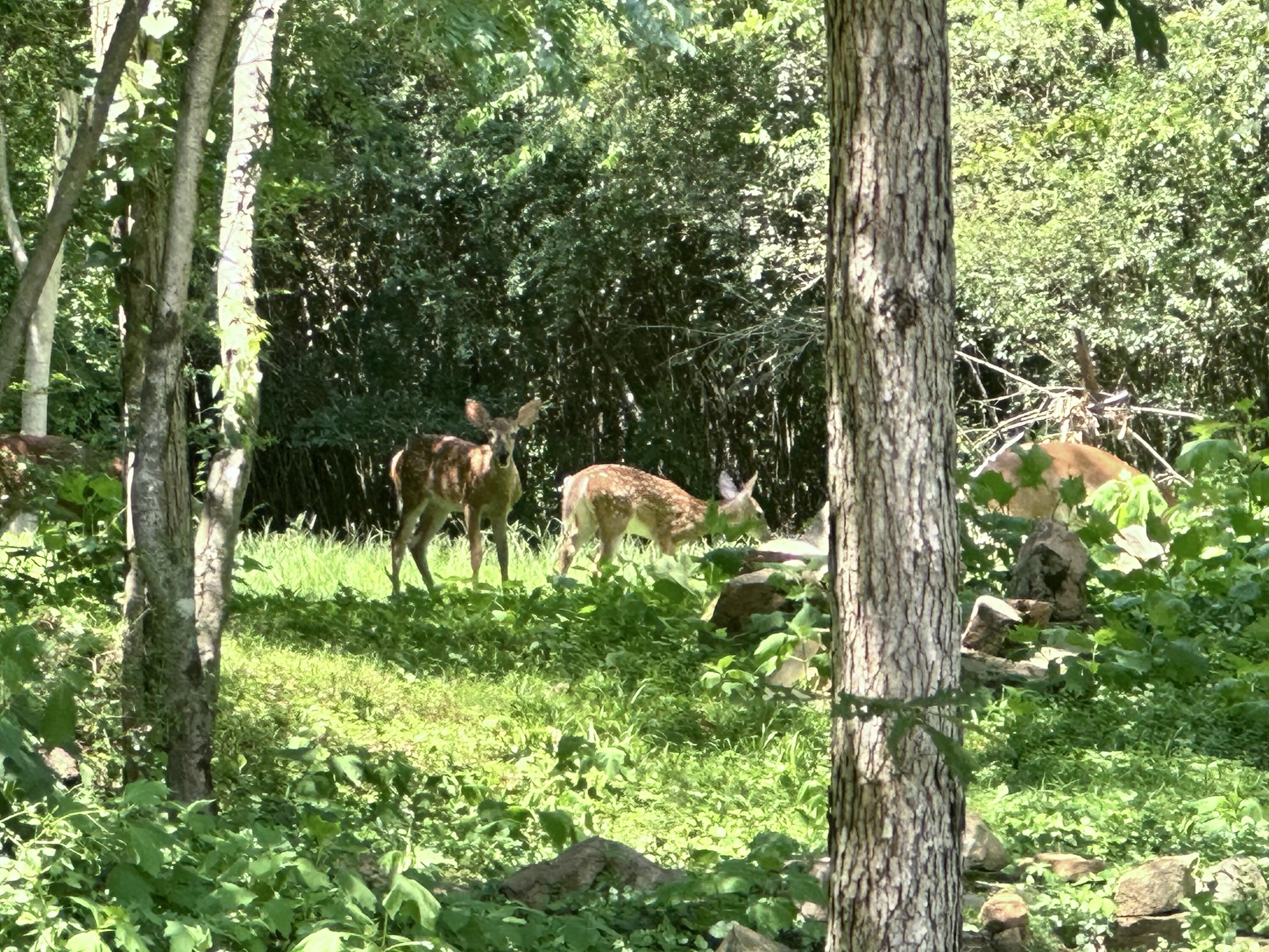 21010 River Canyon Road