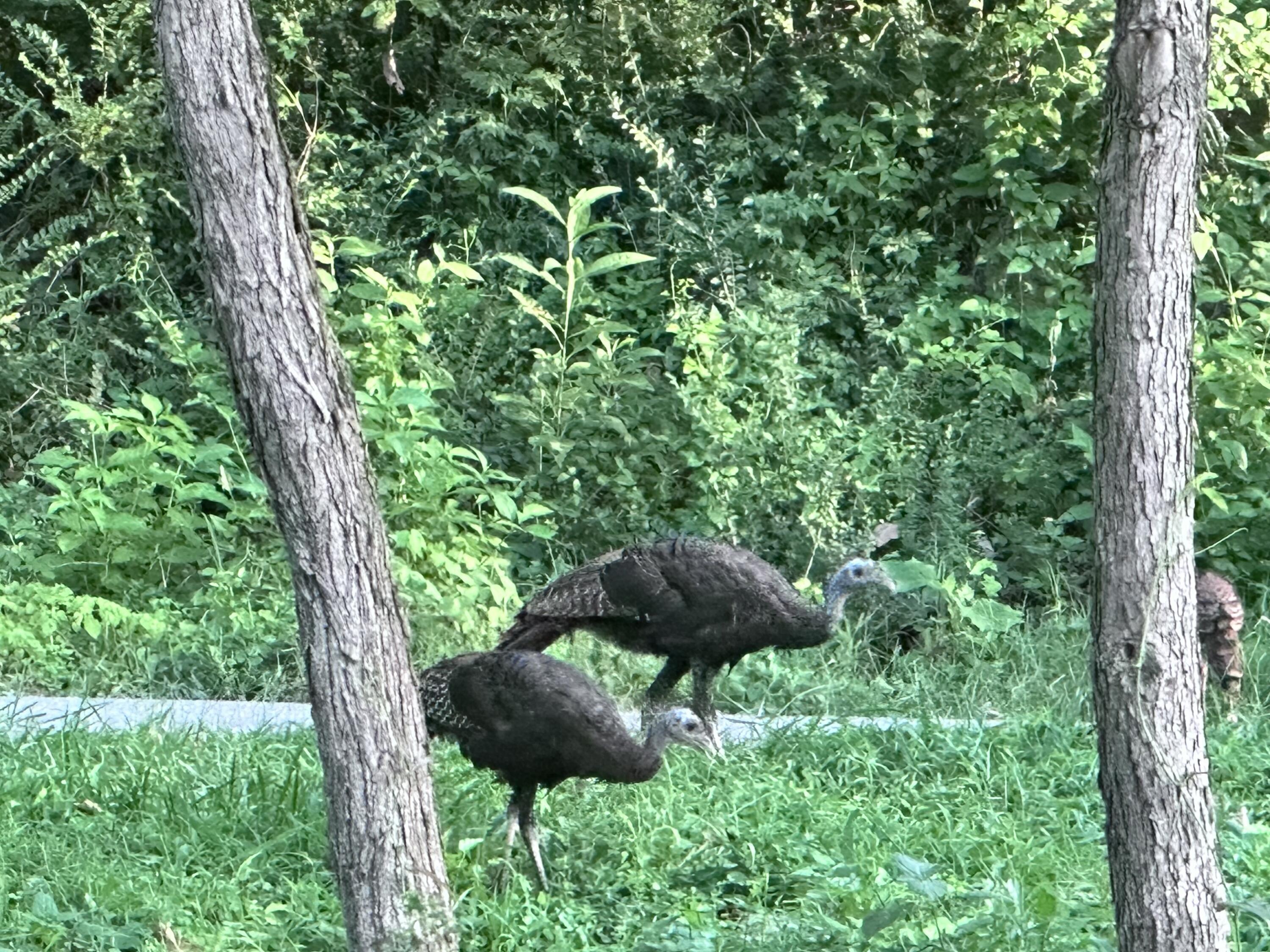 21010 River Canyon Road