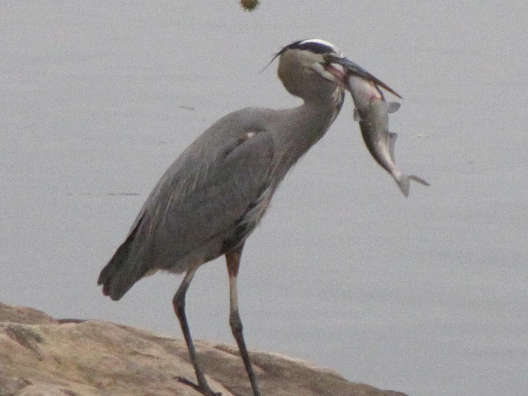 21010 River Canyon Road