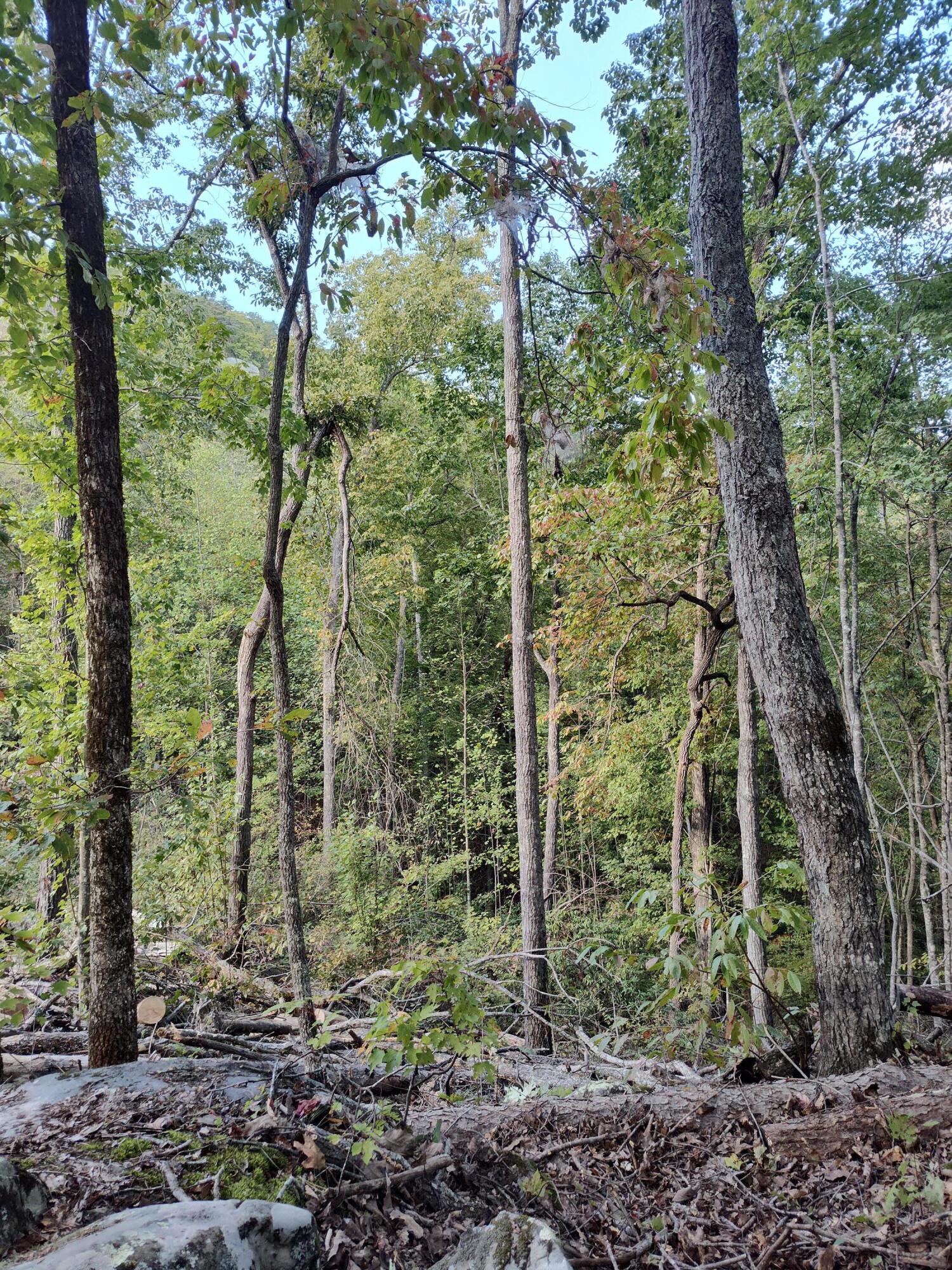 1224 Blue Sewanee Road