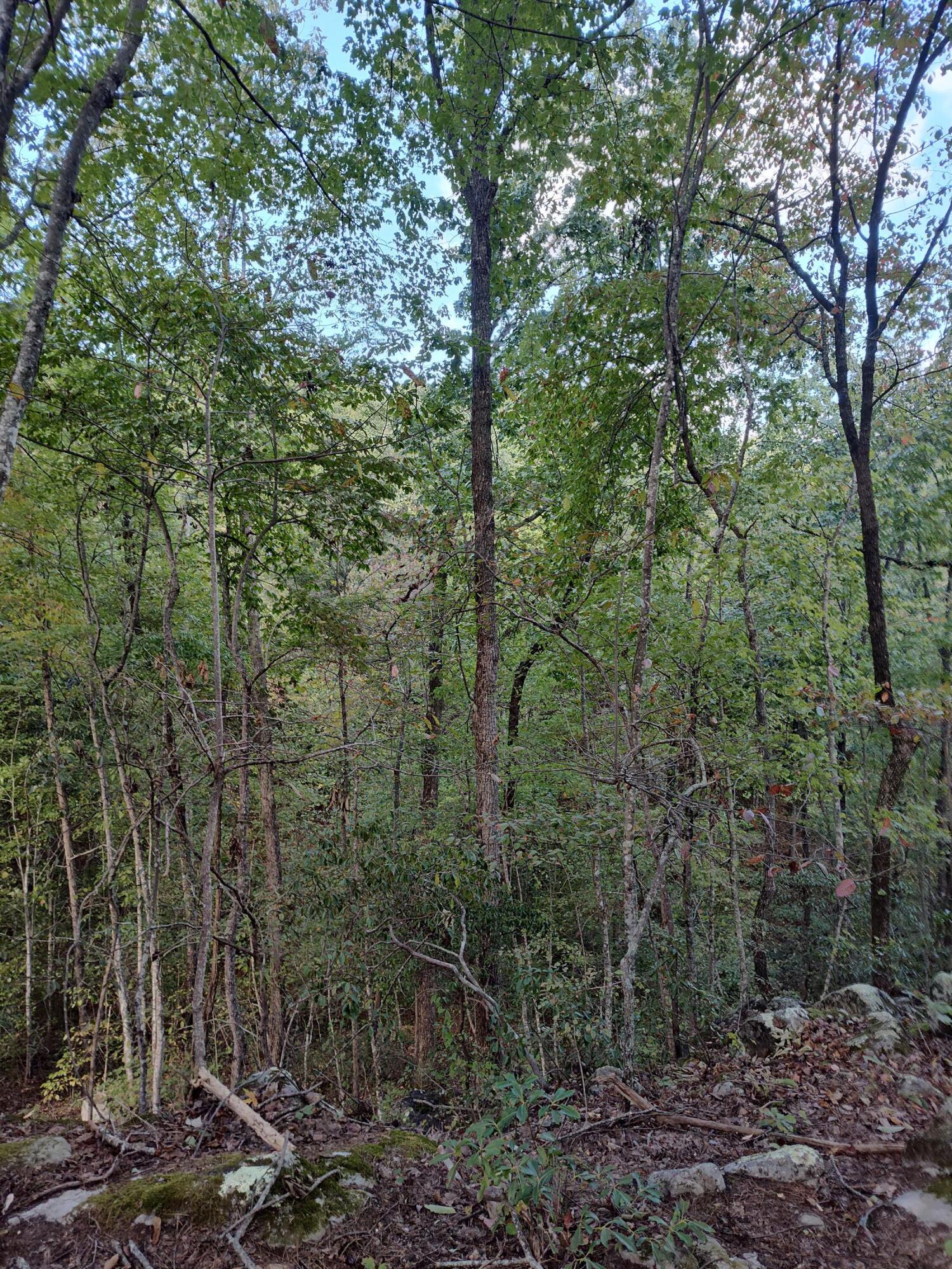 1224 Blue Sewanee Road