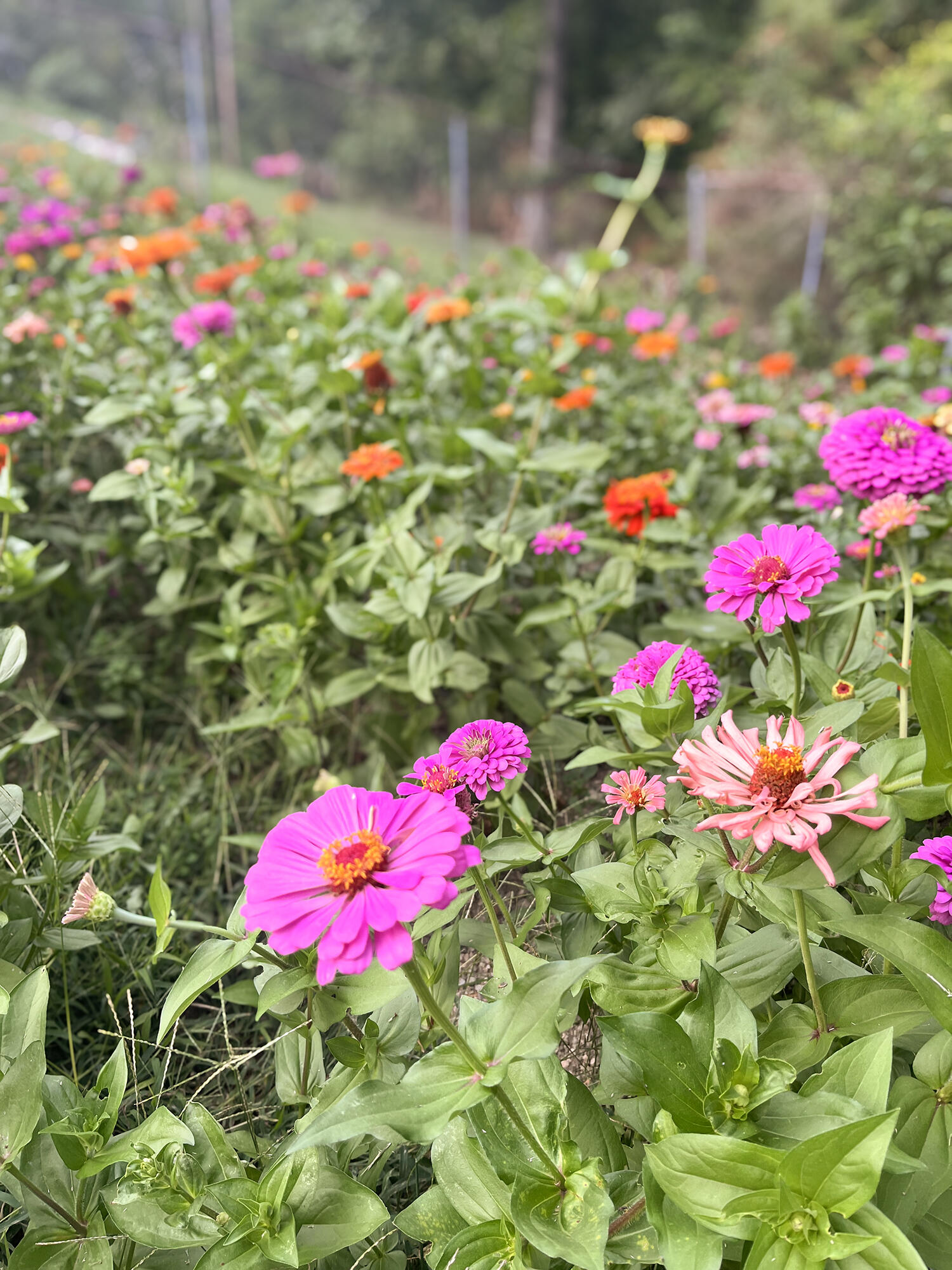 2124 Haven Crest Drive