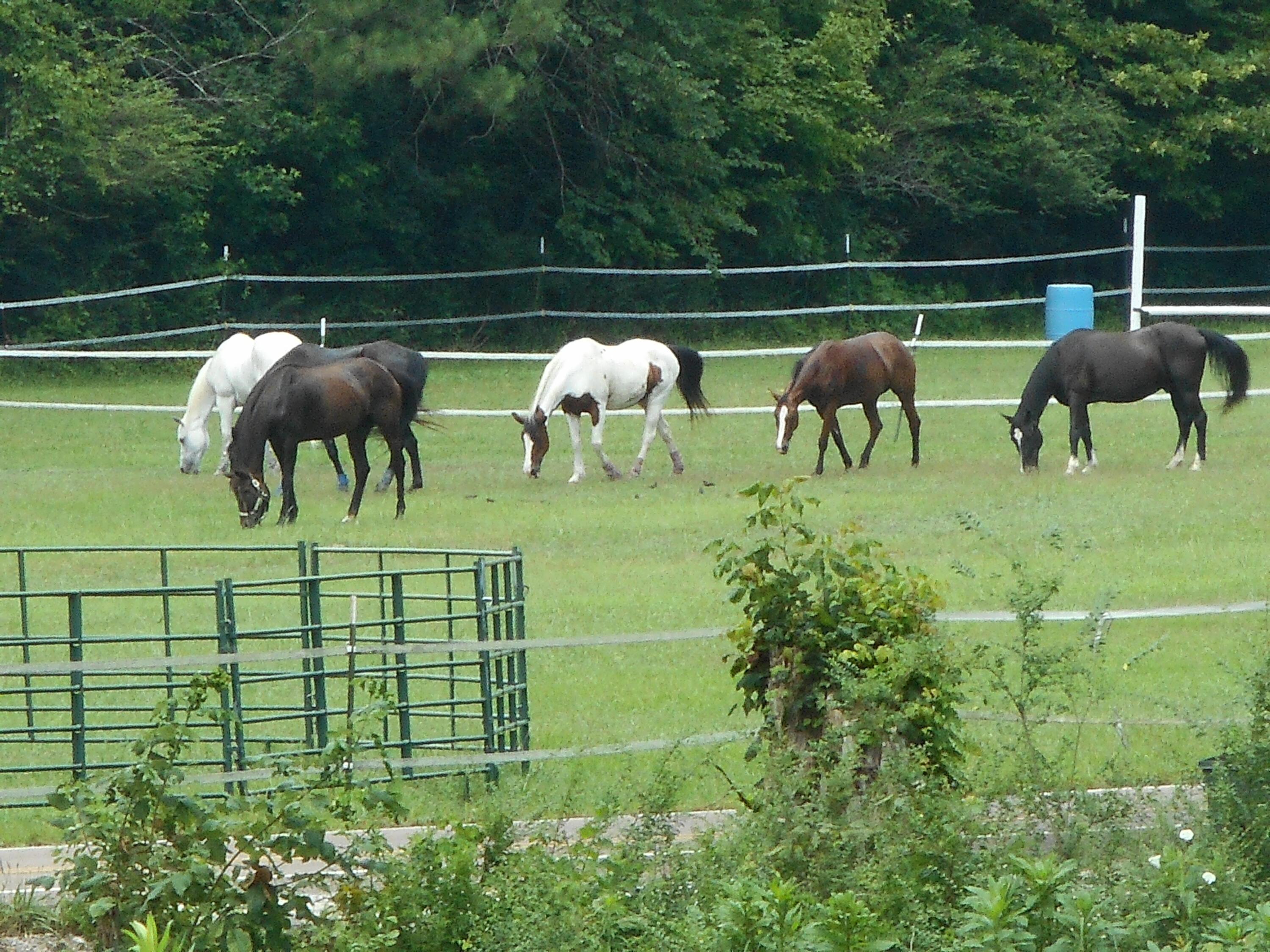 1515 Pheasant Run Place