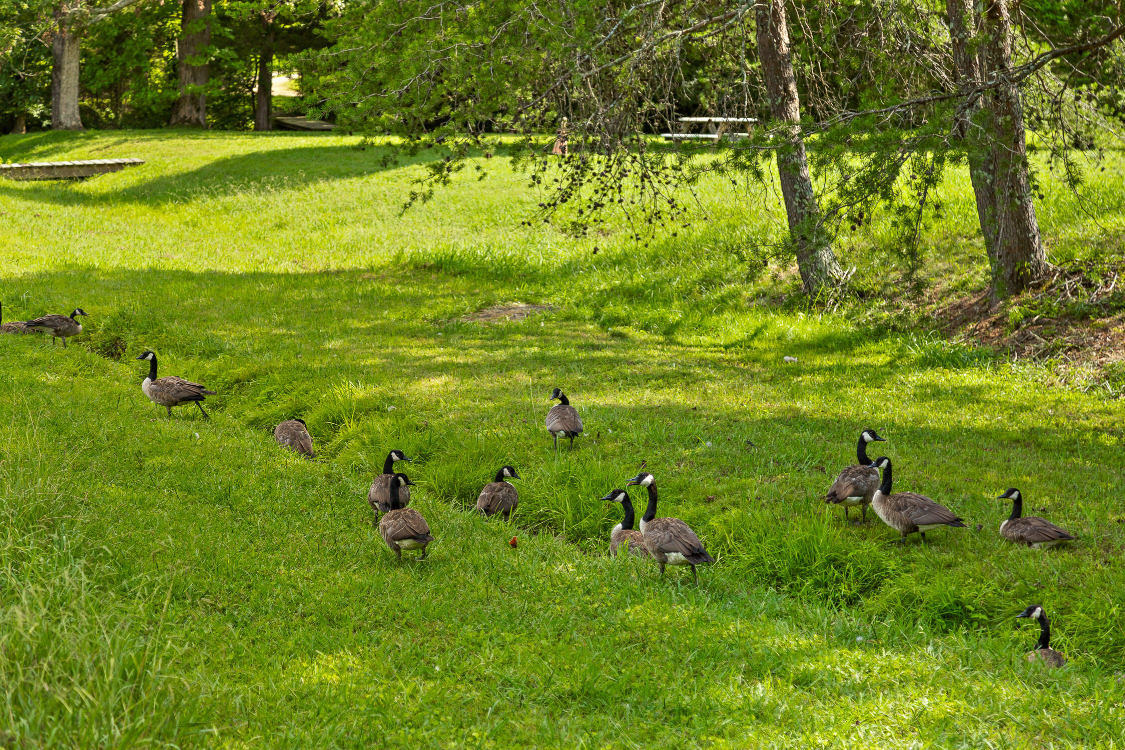 0 Cloudland Trace, 42