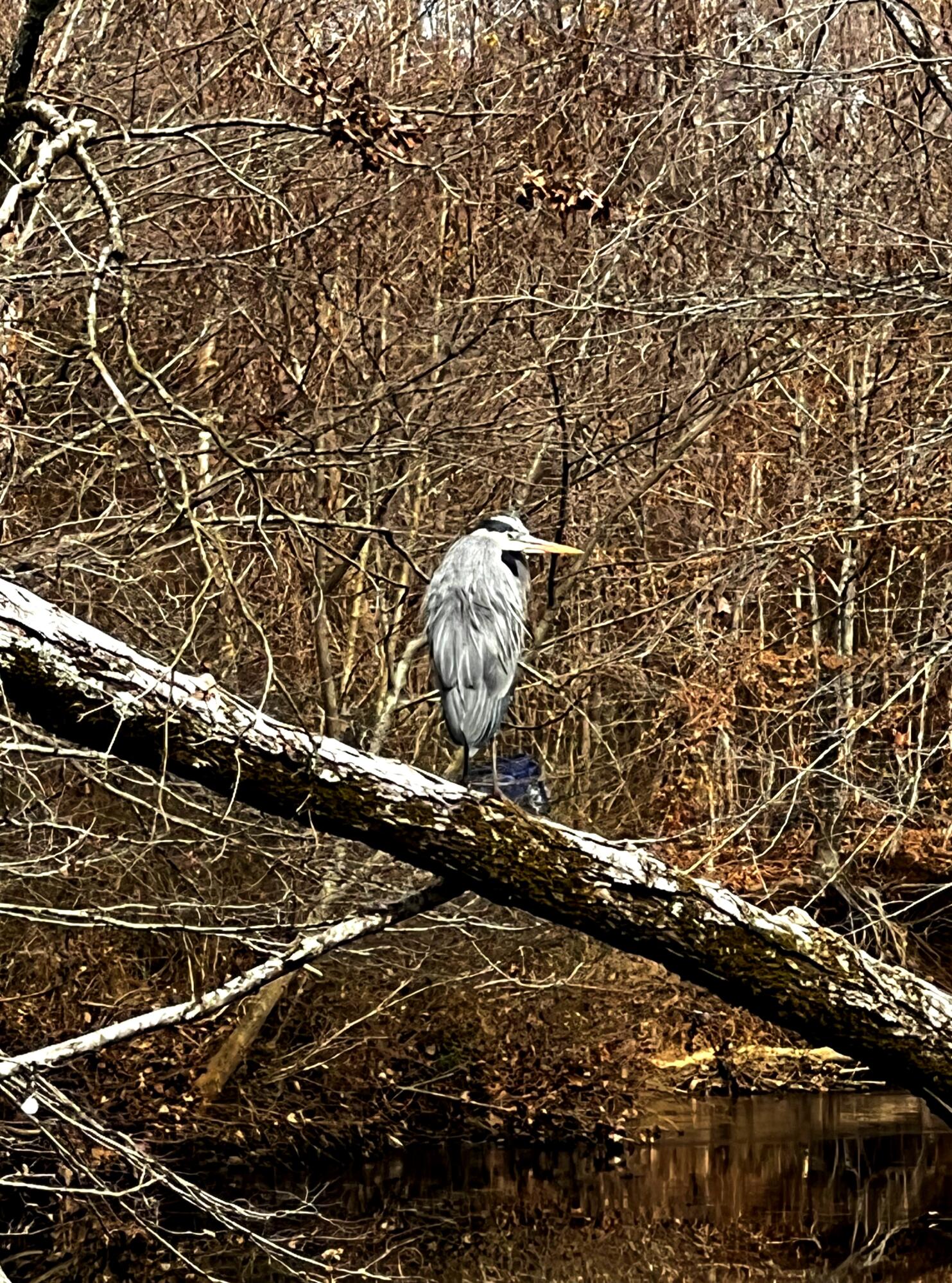 3291 Stepping Rock Drive