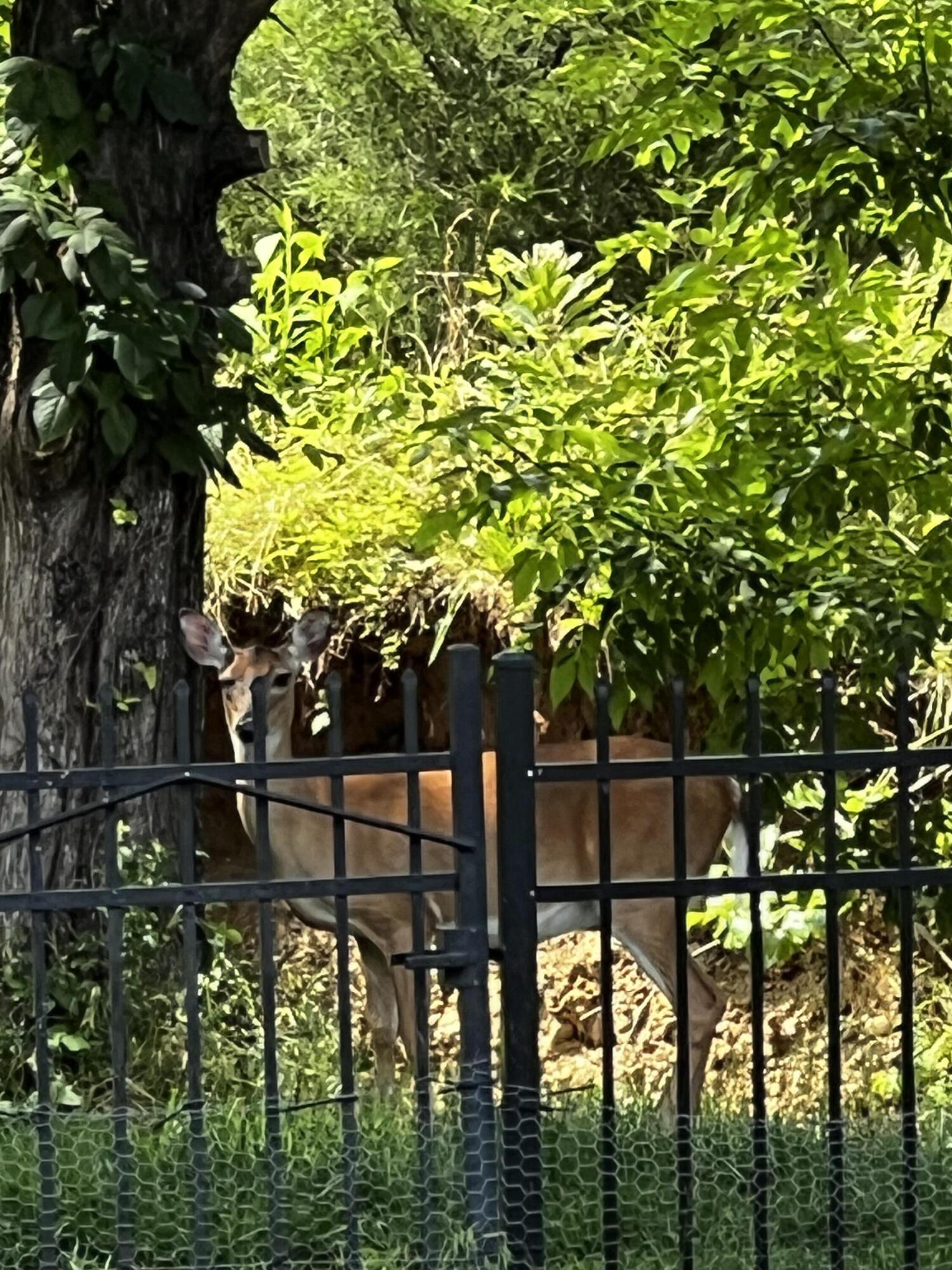 3291 Stepping Rock Drive