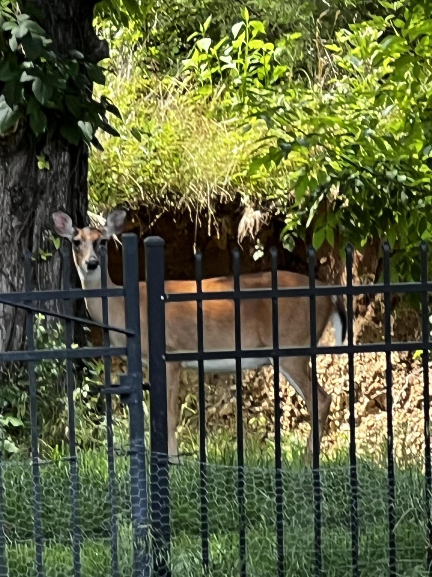 3291 Stepping Rock Drive