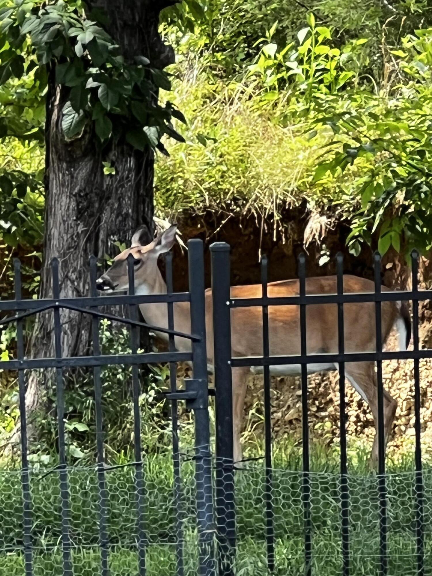 3291 Stepping Rock Drive