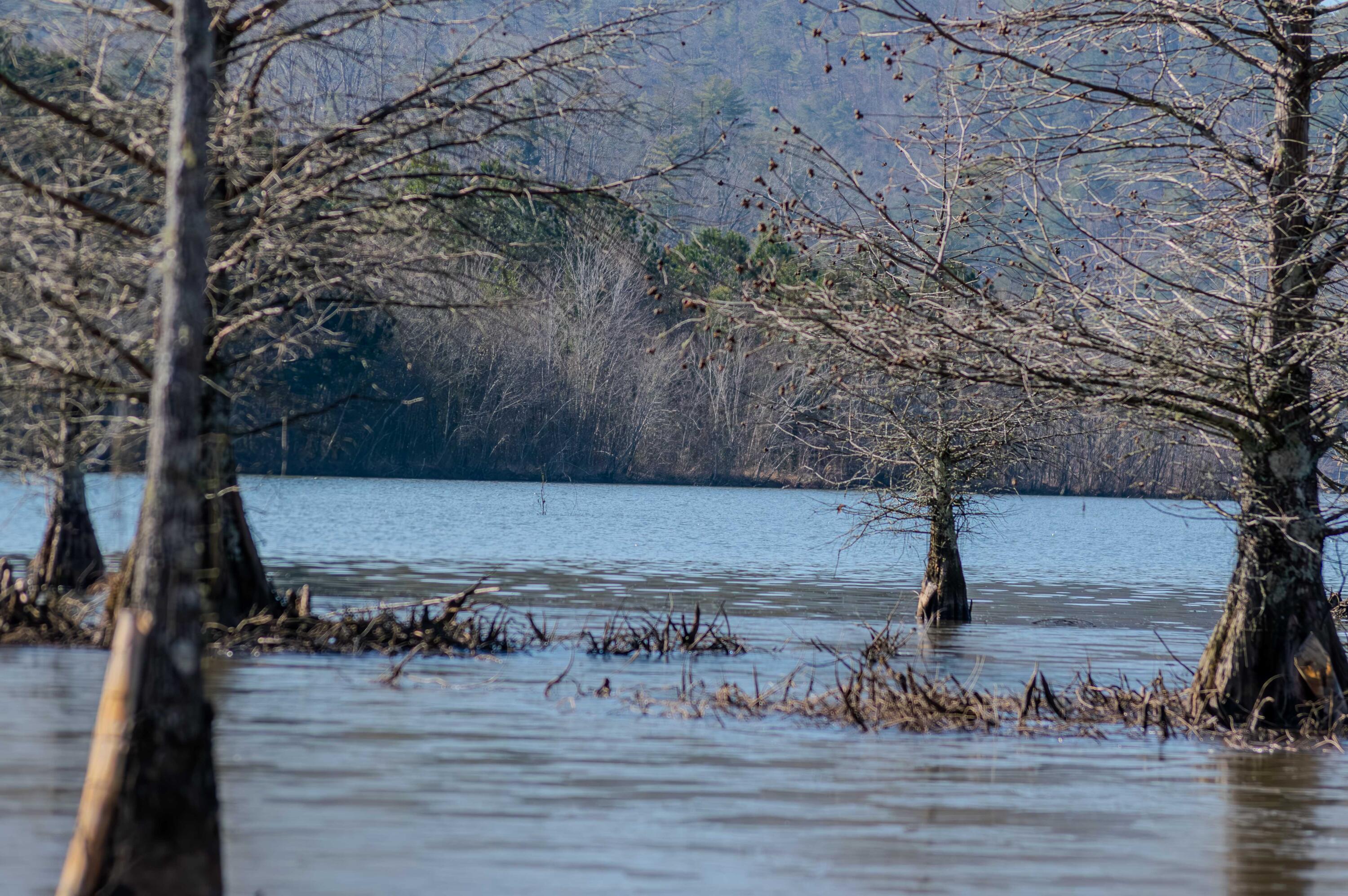 109 Cherokee Ridge Drive, 50