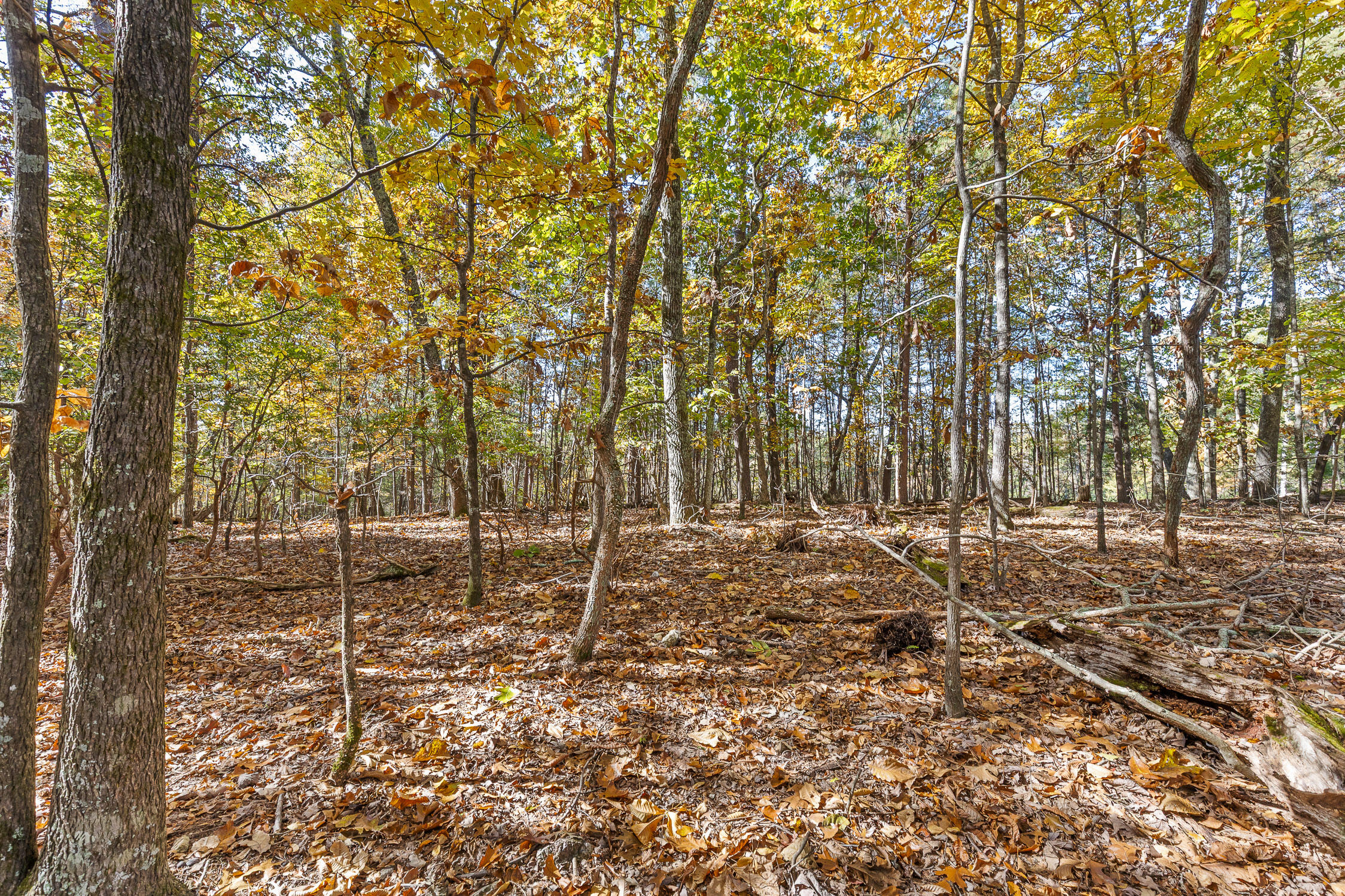 2112 River Bluff Drive